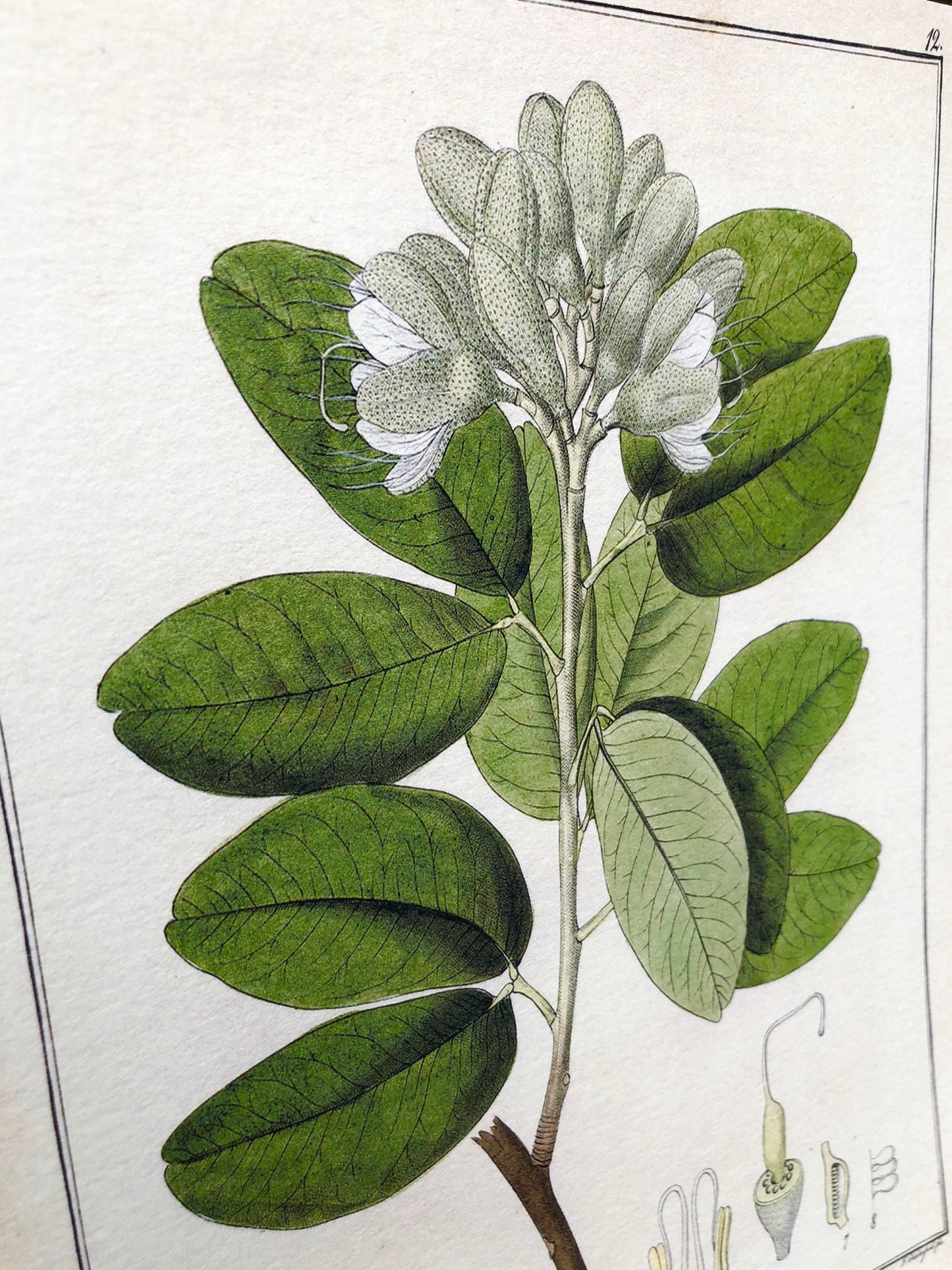 Vintage Botanical Wall Art Sign FLOWER CANDOLLIANA Wood Sign Print Farmhouse Decor Page Print Natural History GARDEN Spring Easter