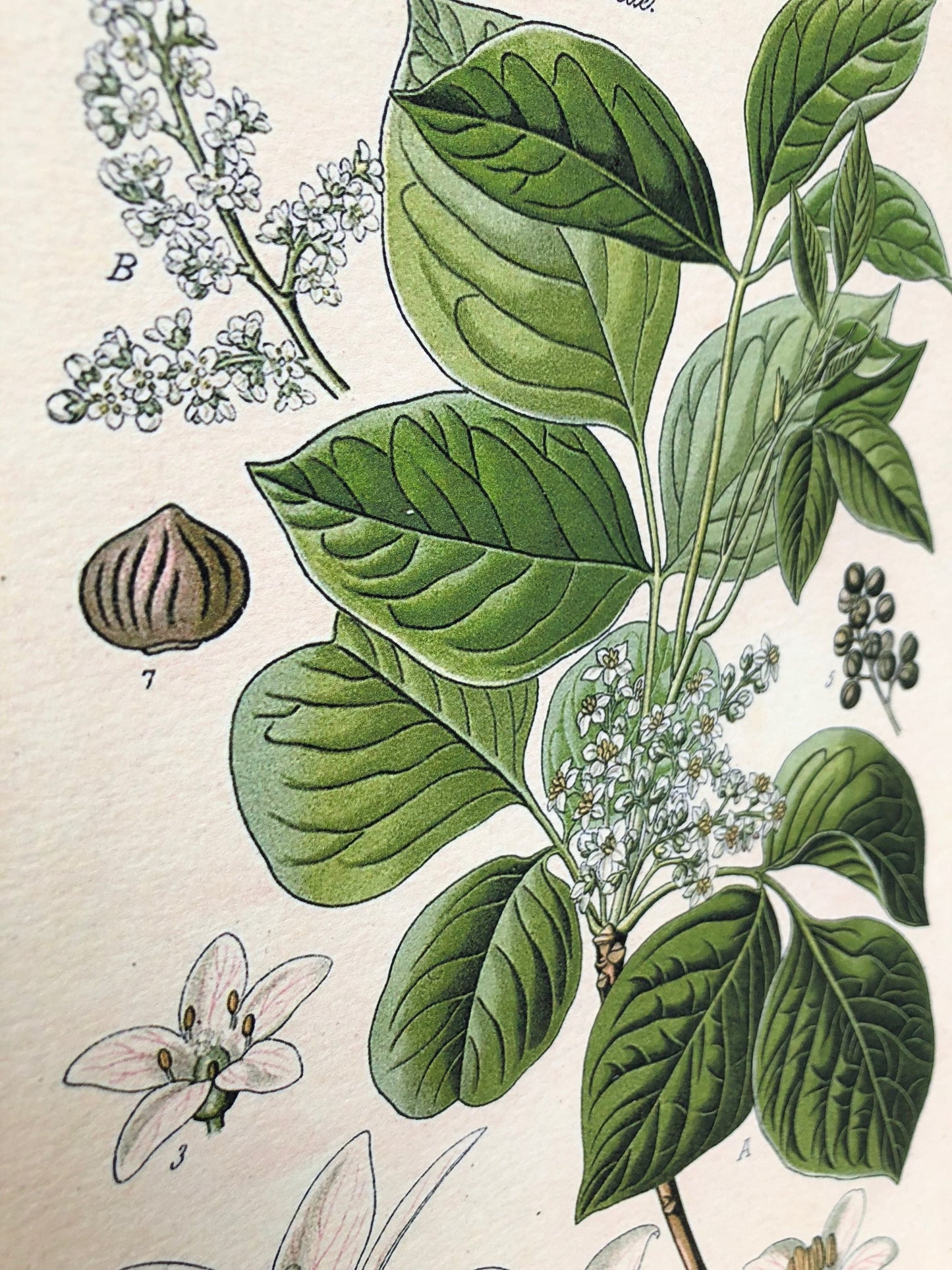 Vintage POISON IVY BOTANICAL Wall Art Sign Print Farmhouse Decor Page Print Wood Sign Natural History Garden Decor