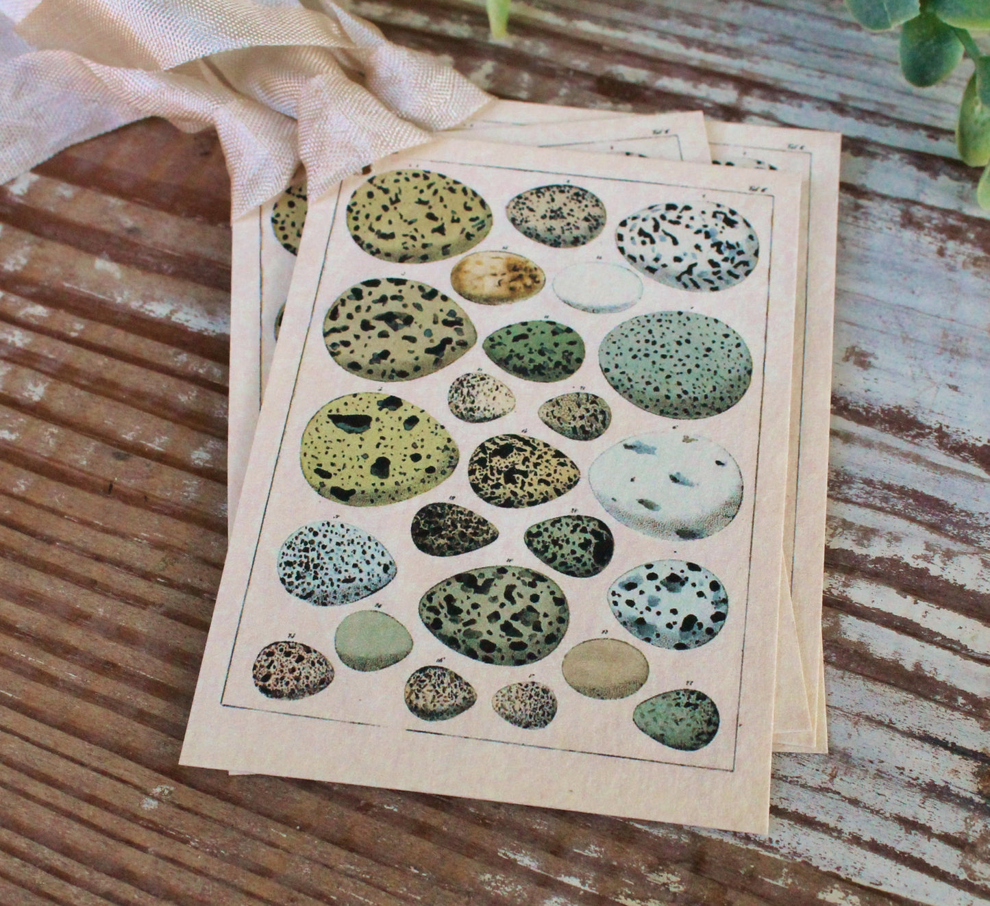 Botanical EGGS Vintage Easter Gift Tags Natural History Book Page French Farmhouse Decor Card Shabby Speckled Eggs Chart SET OF 8