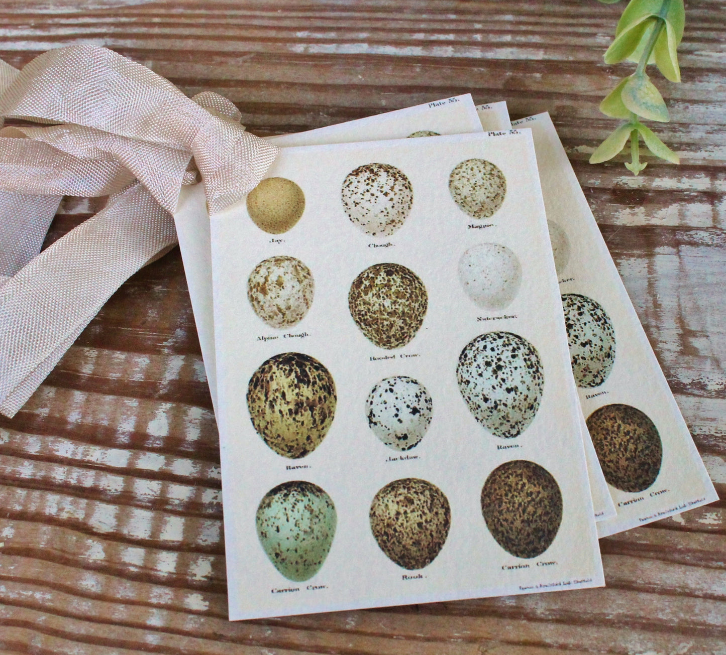 Botanical EGGS Vintage Easter Gift Tags Natural History Book Page French Farmhouse Decor Card Shabby Speckled Eggs Chart SET OF 8