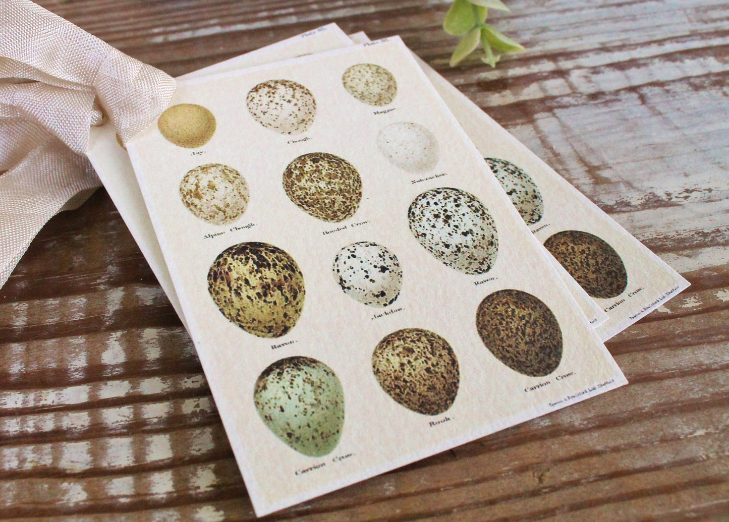 Botanical EGGS Vintage Easter Gift Tags Natural History Book Page French Farmhouse Decor Card Shabby Speckled Eggs Chart SET OF 8