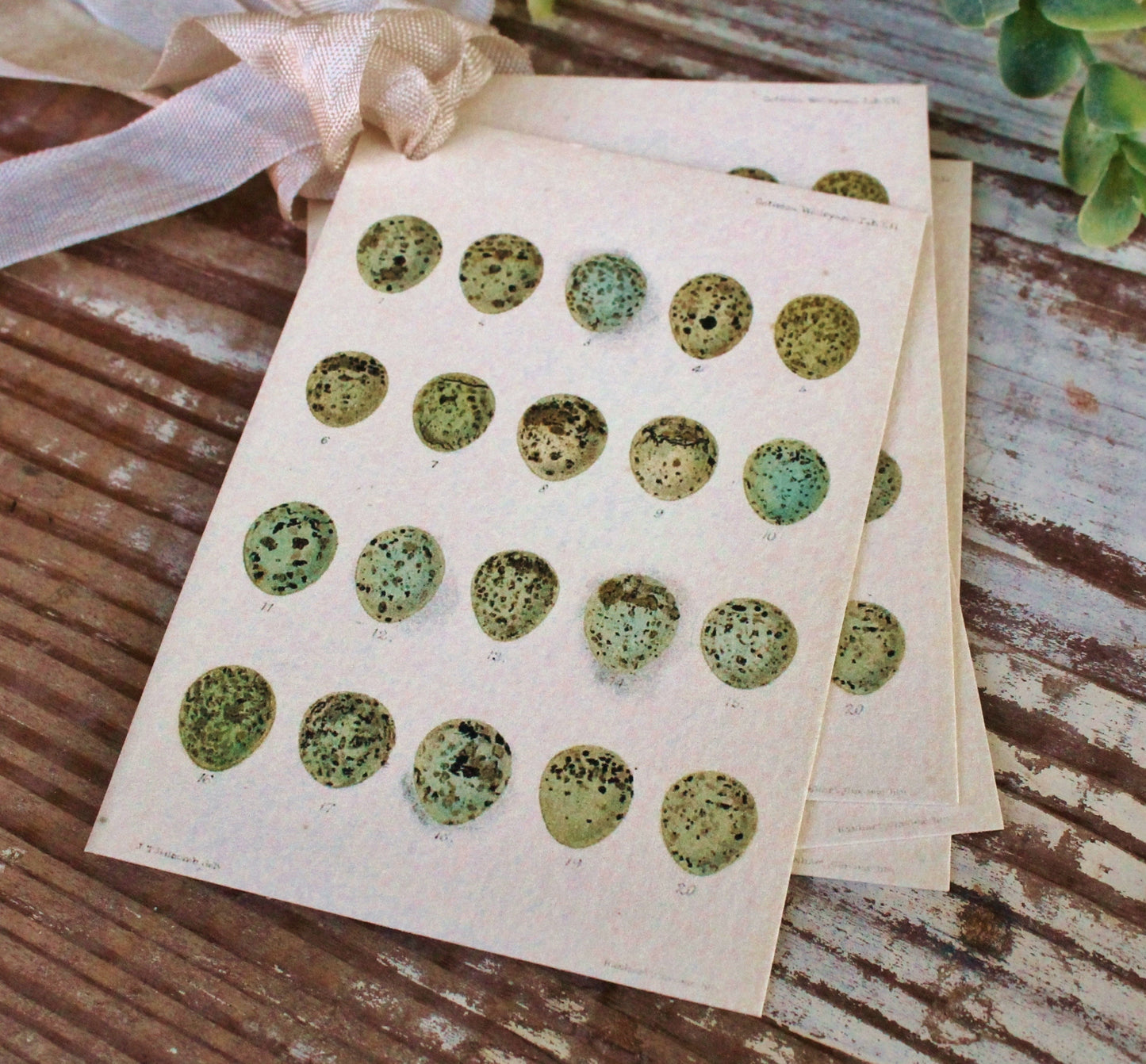 Botanical EGGS Vintage Easter Gift Tags Natural History Book Page French Farmhouse Decor Card Shabby Speckled Eggs Chart SET OF 8