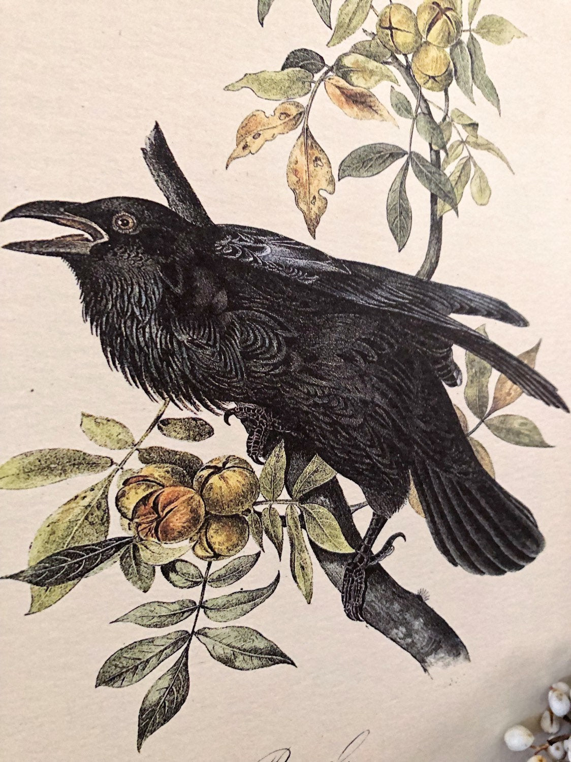 Vintage CROW on Branch Print Sign Wood Wall Art Sign Farmhouse Decor Page Print Raven Blackbird Natural Book History Fall Decor Halloween