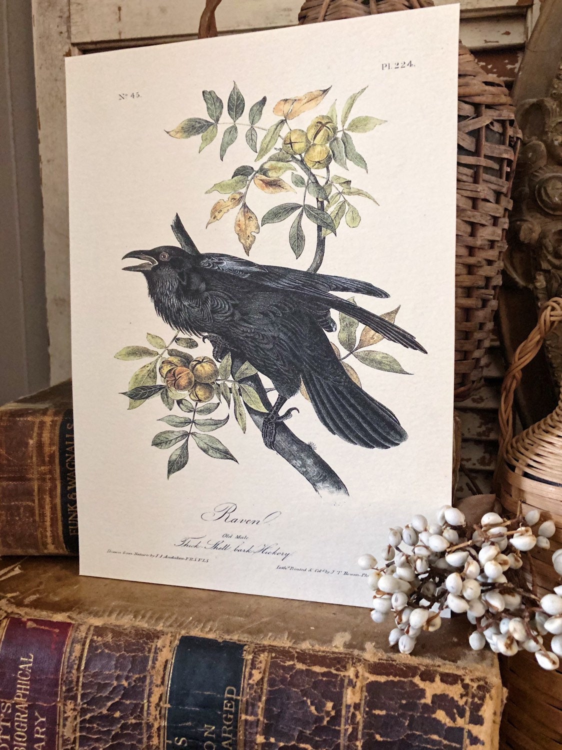 Vintage CROW on Branch Print Sign Wood Wall Art Sign Farmhouse Decor Page Print Raven Blackbird Natural Book History Fall Decor Halloween