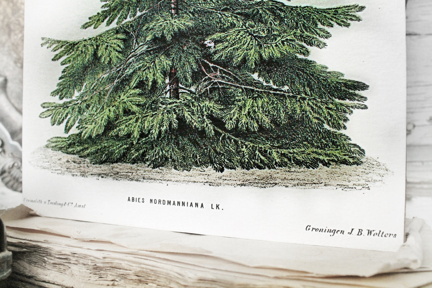 Christmas Pine Tree Wood Sign Vintage Christmas Farmhouse Decor Botanical Natural History Book Page Wall Art Print Primitive