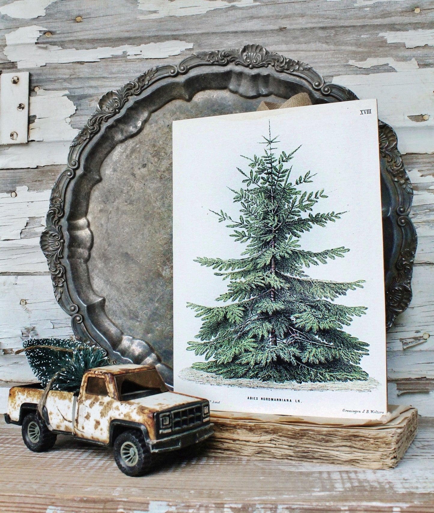 Christmas Pine Tree Wood Sign Vintage Christmas Farmhouse Decor Botanical Natural History Book Page Wall Art Print Primitive