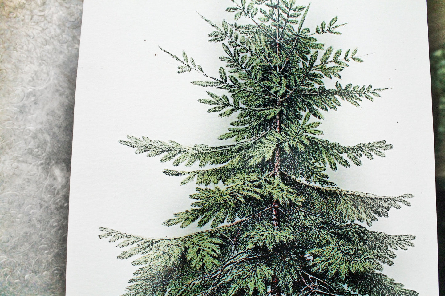 Christmas Pine Tree Wood Sign Vintage Christmas Farmhouse Decor Botanical Natural History Book Page Wall Art Print Primitive