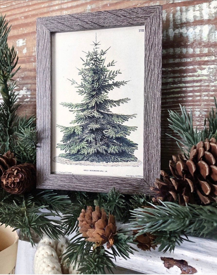 Vintage Christmas Tree Sign PINE TREE Frame Farmhouse Christmas Winter Decor Barn Wood Rustic Primitive Framed Sign Botanical Illustration