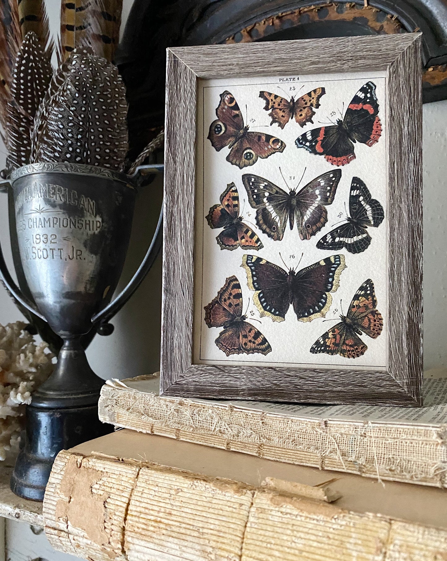 Vintage Botanical Print Moth Butterfly Wall Art Sign Wood Frame Sign Farmhouse Decor Natural History Book Page BLACK ORANGE BROWN Fall Decor