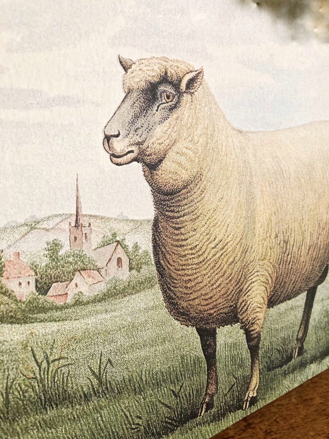 Vintage SHEEP Wood Sign Primitive Farmhouse Decor Illustration Book Page Wall Art Print Pasture Church Farm Antique Image Easter Decor