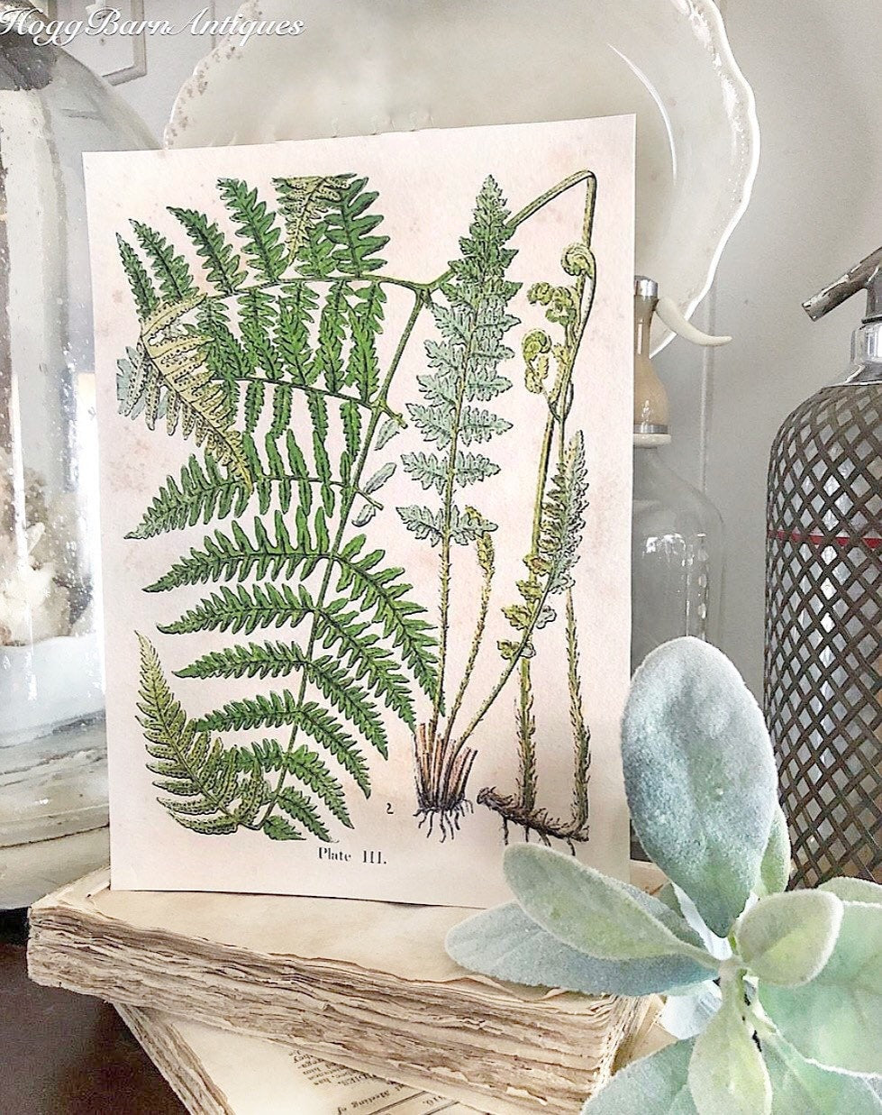 Vintage FERN BOTANICAL Wall Art Sign Print Farmhouse Decor Page Print Fixer Upper Spring Summer Decor Wood Sign
