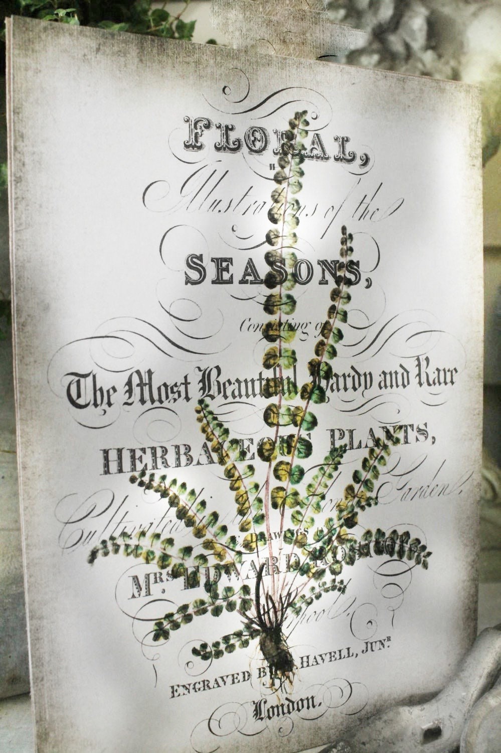 Vintage FERN Botanical Wood Sign Natural History Book Page Wall Art Print Farmhouse Decor Naturalist Spring Garden Easter