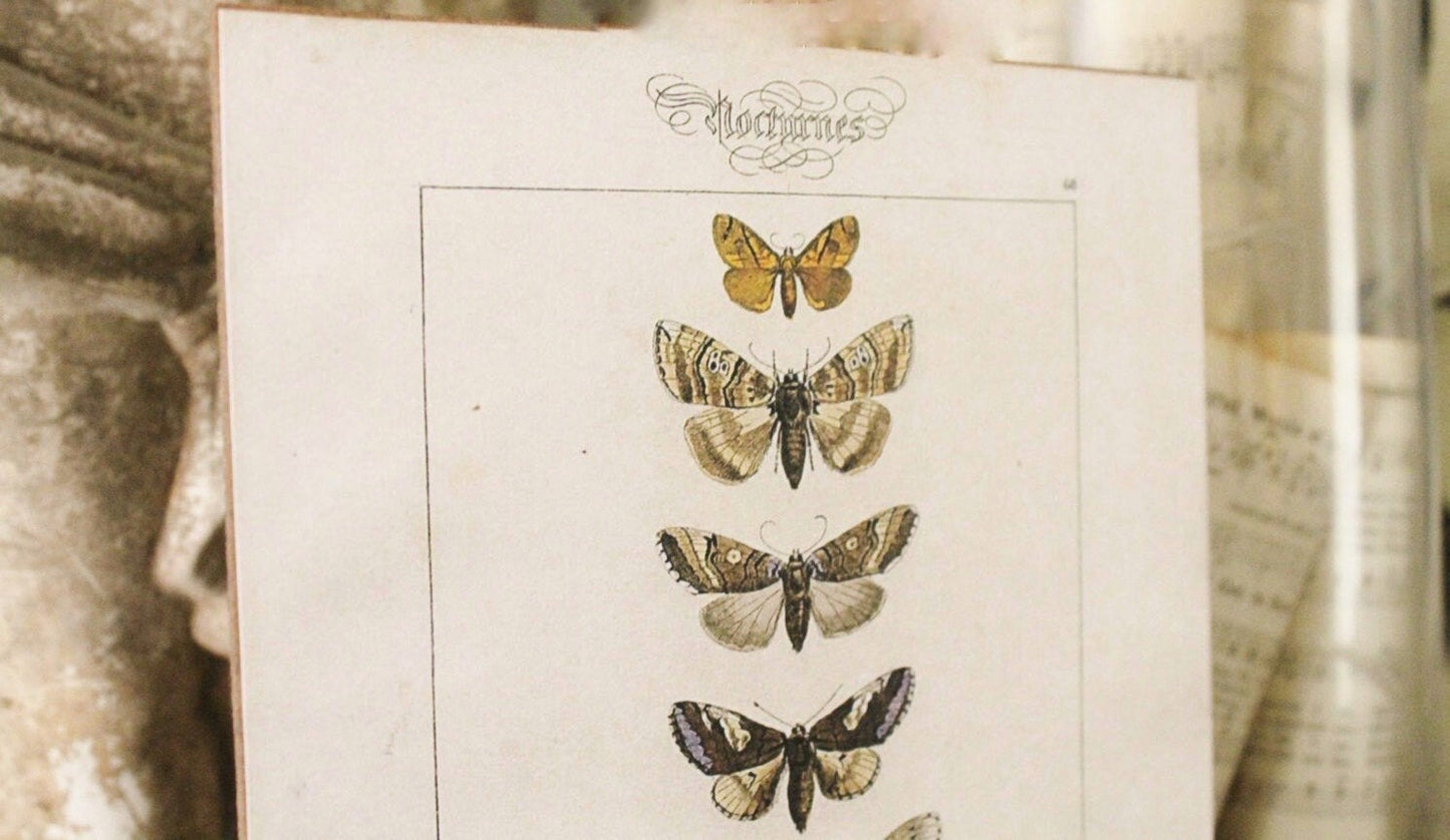 Vintage Botanical Print Moth Wall Art Sign Wood Sign Farmhouse Decor Natural History Book Page Fixer Upper Decor