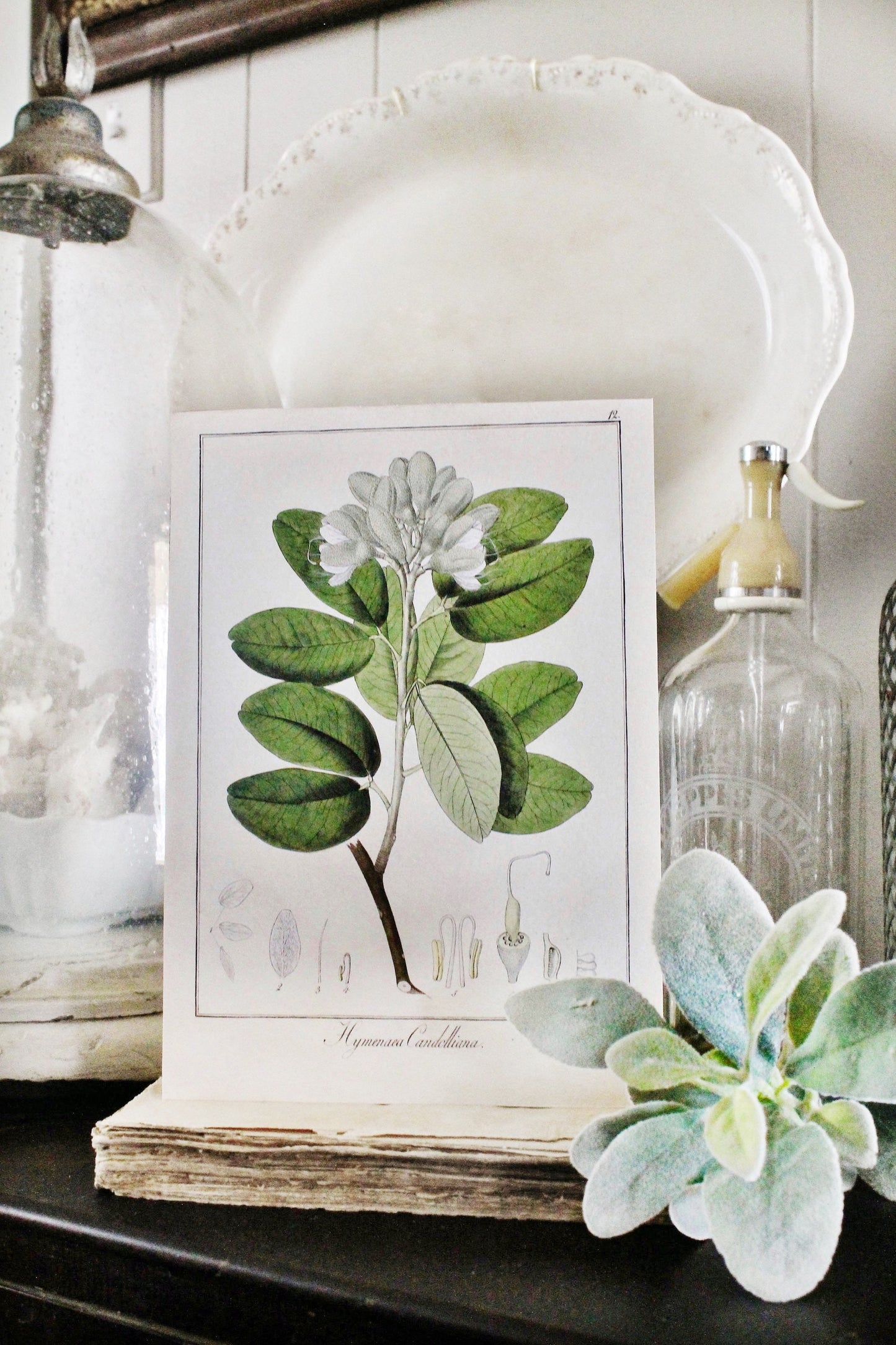 Vintage Botanical Wall Art Sign FLOWER CANDOLLIANA Wood Sign Print Farmhouse Decor Page Print Natural History GARDEN Spring Easter