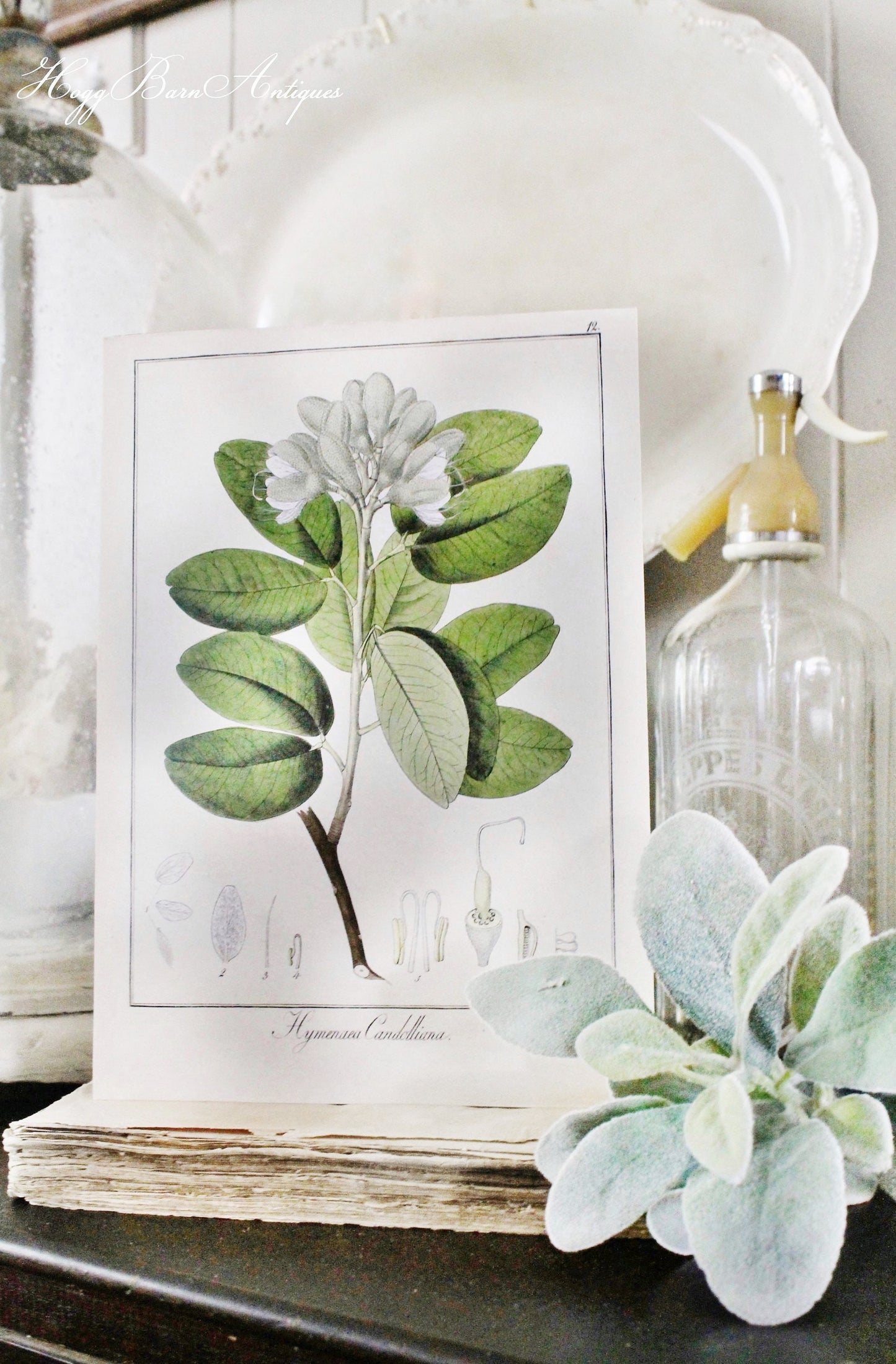 Vintage Botanical Wall Art Sign FLOWER CANDOLLIANA Wood Sign Print Farmhouse Decor Page Print Natural History GARDEN Spring Easter