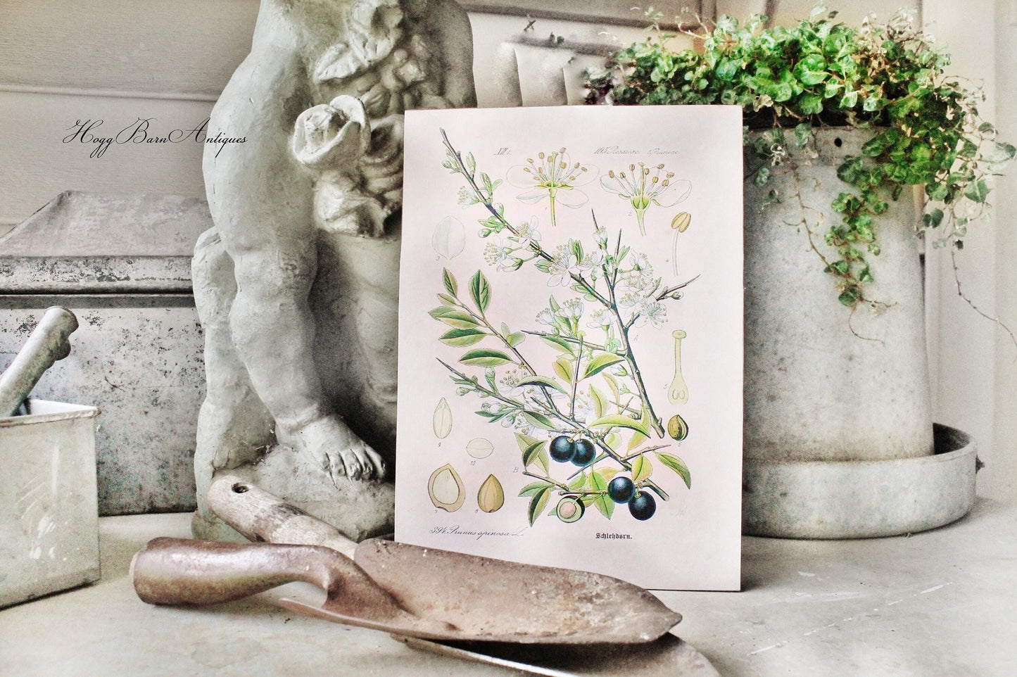 Vintage Olive Print Botanical Wall Art Sign Natural History Book Page Print Farmhouse Decor Naturalist Fixer Upper Decor Garden Sign