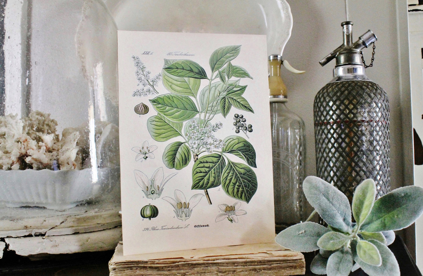 Vintage Poison Ivy Botanical Print, Farmhouse Wood Sign