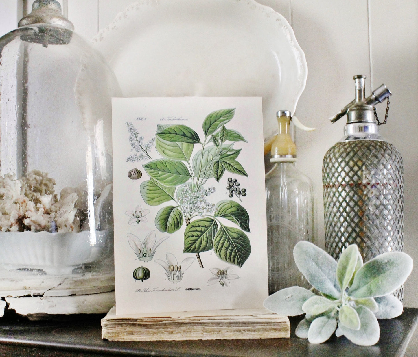 Vintage POISON IVY BOTANICAL Wall Art Sign Print Farmhouse Decor Page Print Wood Sign Natural History Garden Decor
