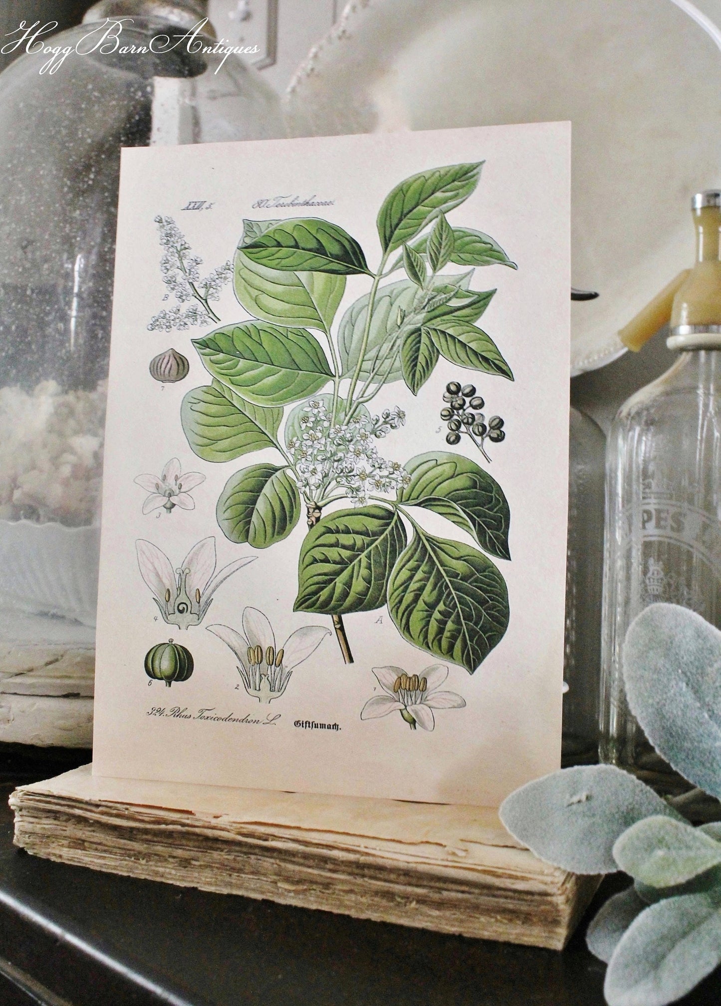 Vintage POISON IVY BOTANICAL Wall Art Sign Print Farmhouse Decor Page Print Wood Sign Natural History Garden Decor