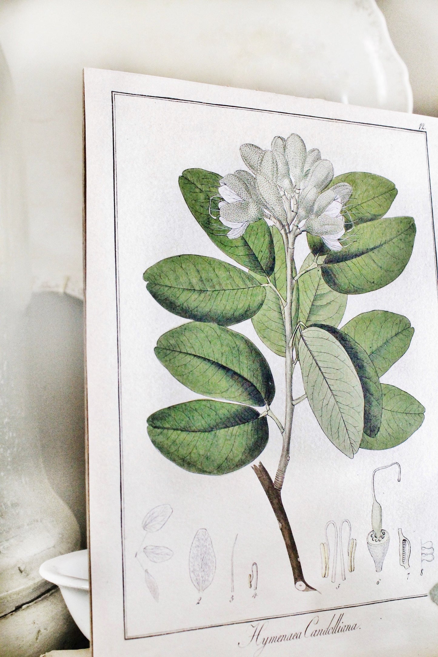 Vintage Botanical Wall Art Sign FLOWER CANDOLLIANA Wood Sign Print Farmhouse Decor Page Print Natural History GARDEN Spring Easter