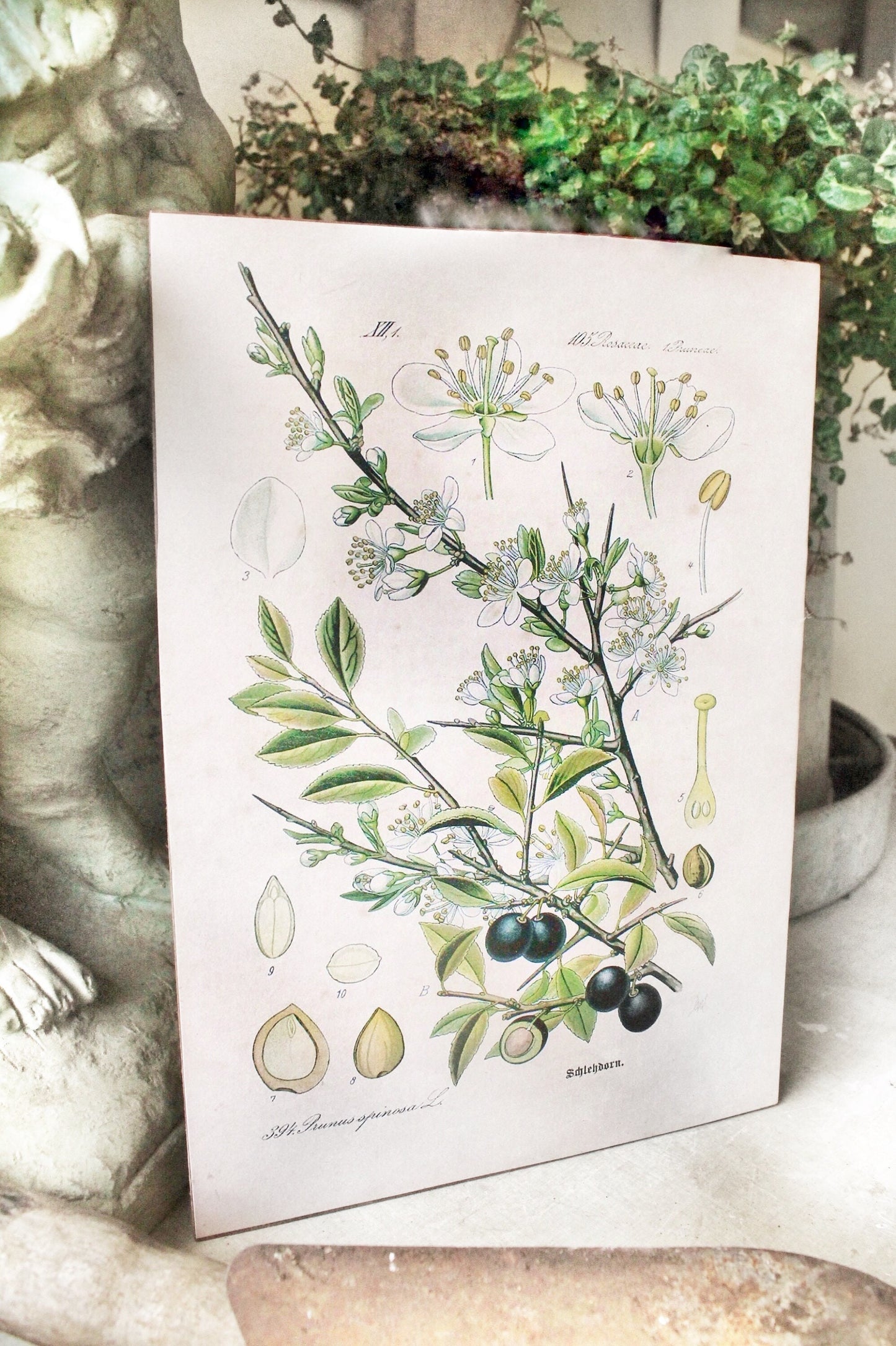 Vintage Olive Print Botanical Wall Art Sign Natural History Book Page Print Farmhouse Decor Naturalist Fixer Upper Decor Garden Sign