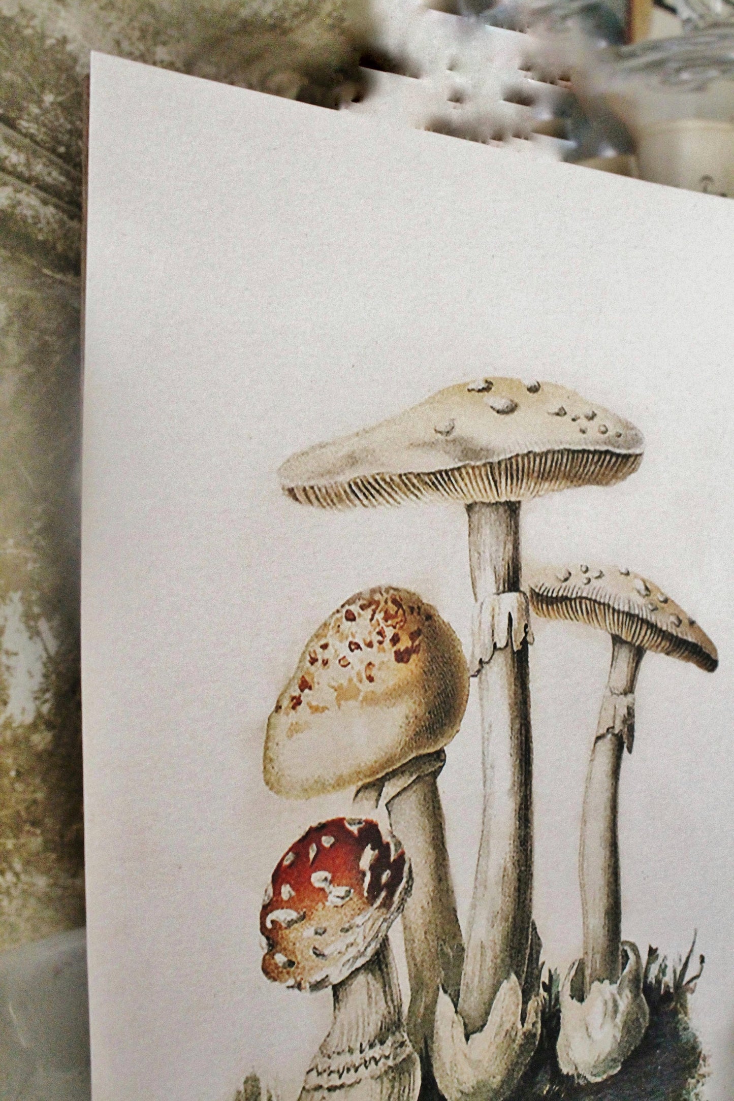 Vintage MUSHROOM Wood Sign Print Farmhouse Decor Page Wall Art Print Fixer Upper Decor Natural History SPRING SUMMER Botanical Easter
