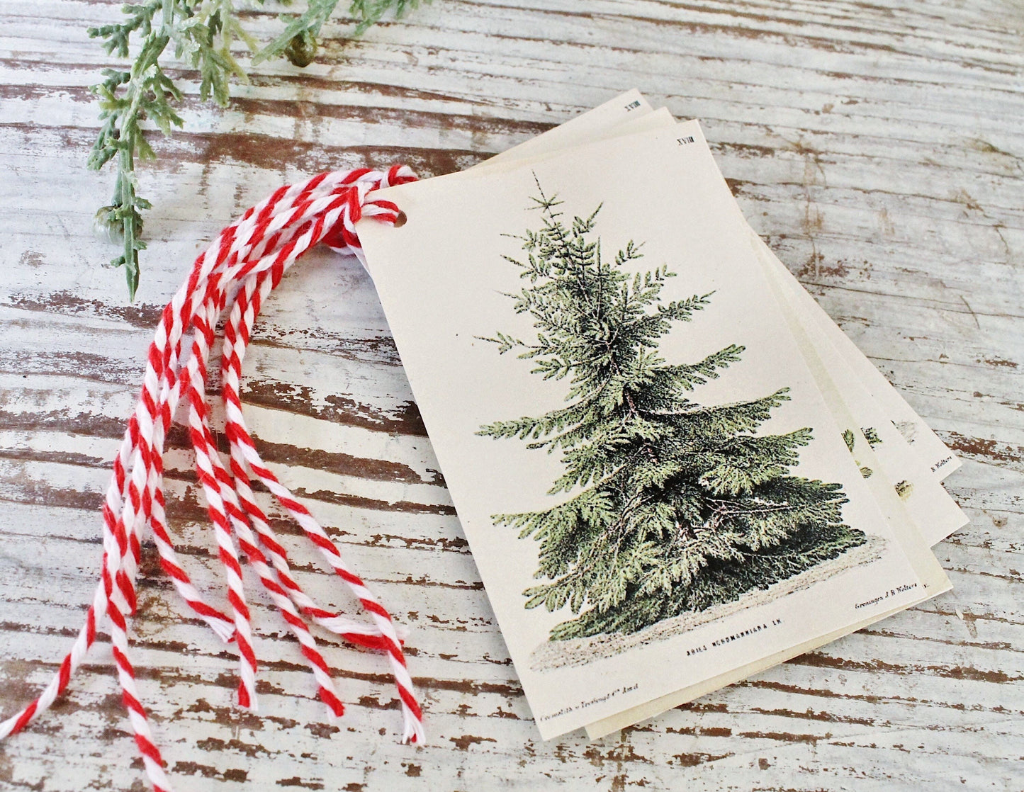 Christmas Pine Tree GIFT TAGS Vintage Book Of Natural History Farmhouse Decor Wrap Fixer Upper Botanical Tree Primitive Christmas Winter