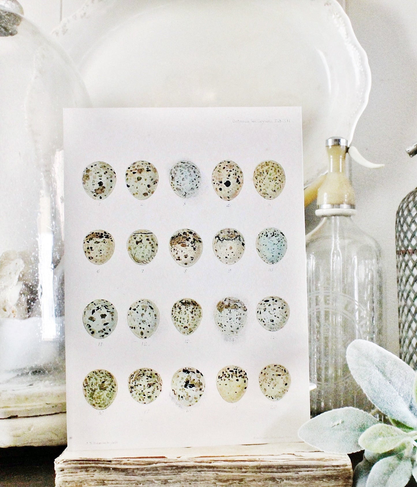 Vintage EGG CHART BOTANICAL Wall Art Sign Farmhouse Decor Page Print Fixer Upper Decor Natural History Speckled Eggs Spring Decor