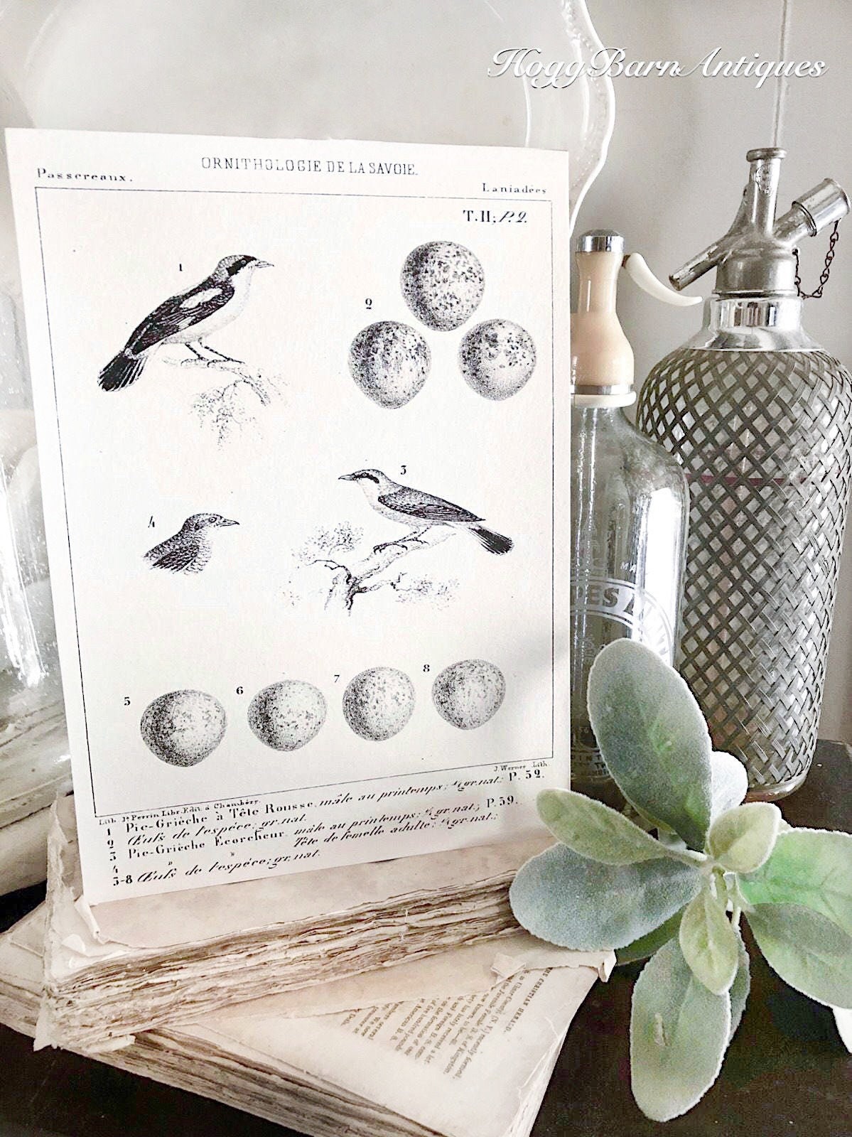 Vintage BIRD Egg Sign AntIque Diagram BOTANICAL Wall Art Sign Print Farmhouse Decor Page Print Natural History Speckled Egg LANIUS