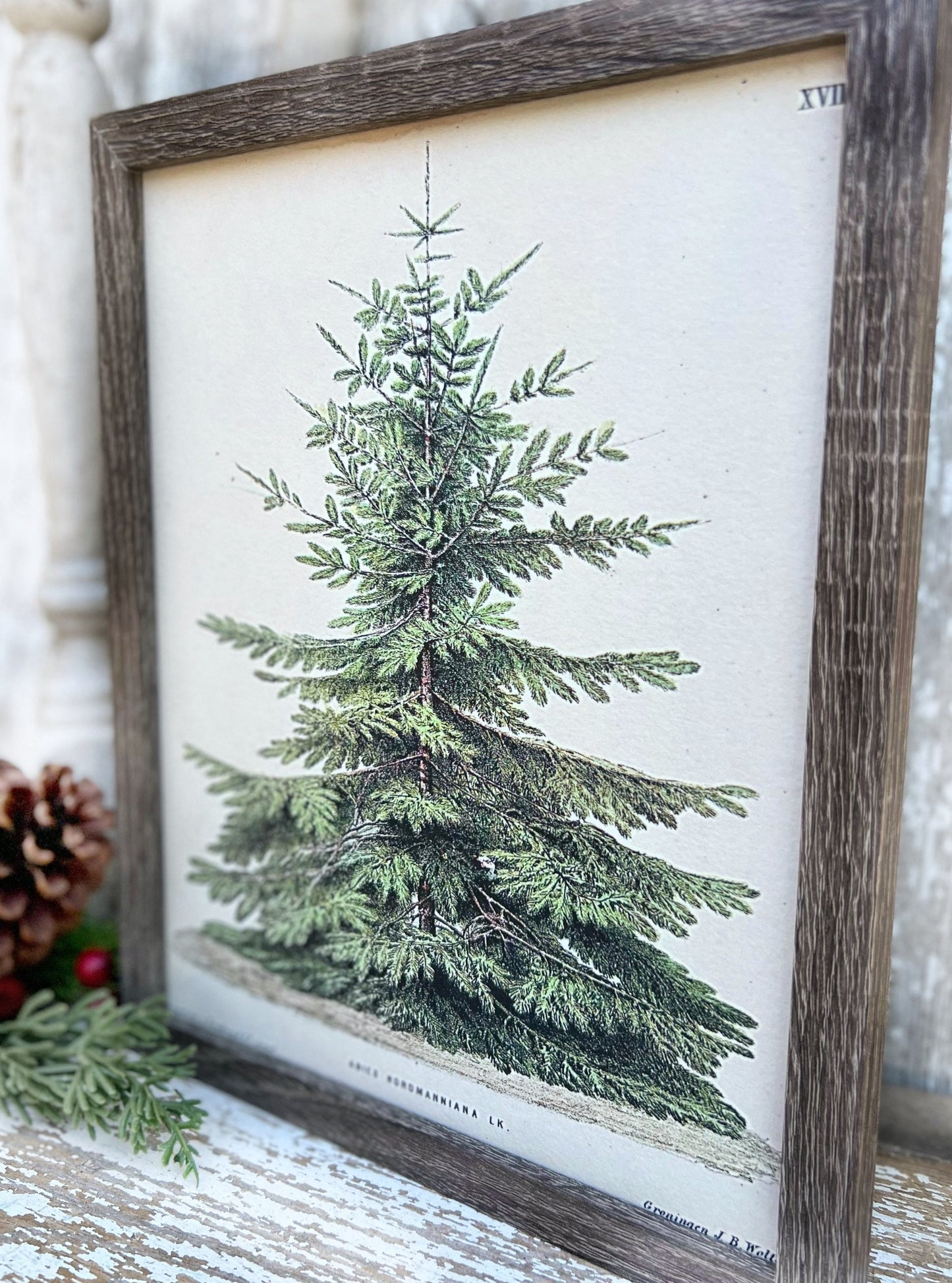 Christmas Pine Tree Wood Sign FRAMED Vintage Christmas Farmhouse Decor Botanical Natural History Book Page Wall Art Print Primitive