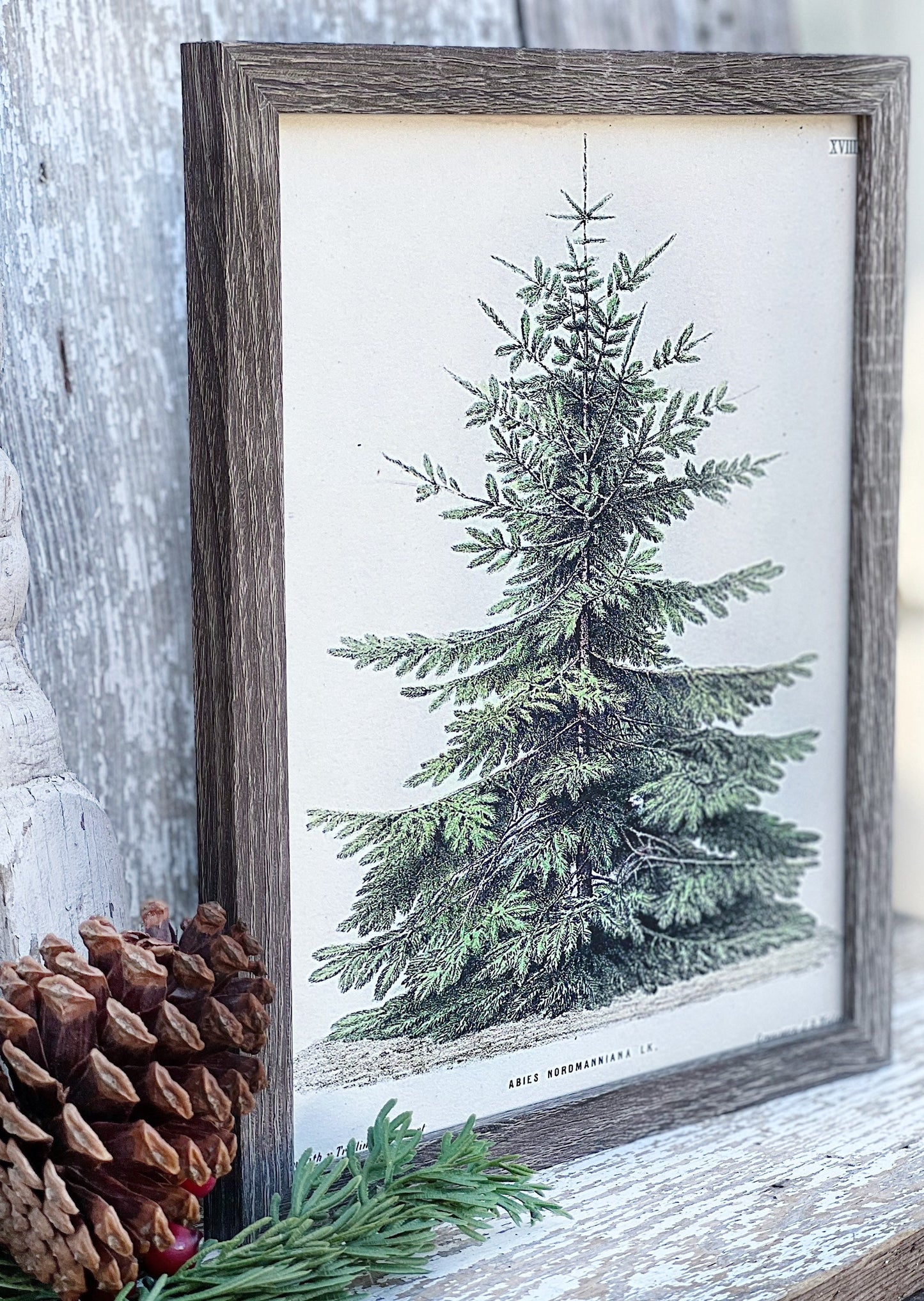 Christmas Pine Tree Wood Sign FRAMED Vintage Christmas Farmhouse Decor Botanical Natural History Book Page Wall Art Print Primitive