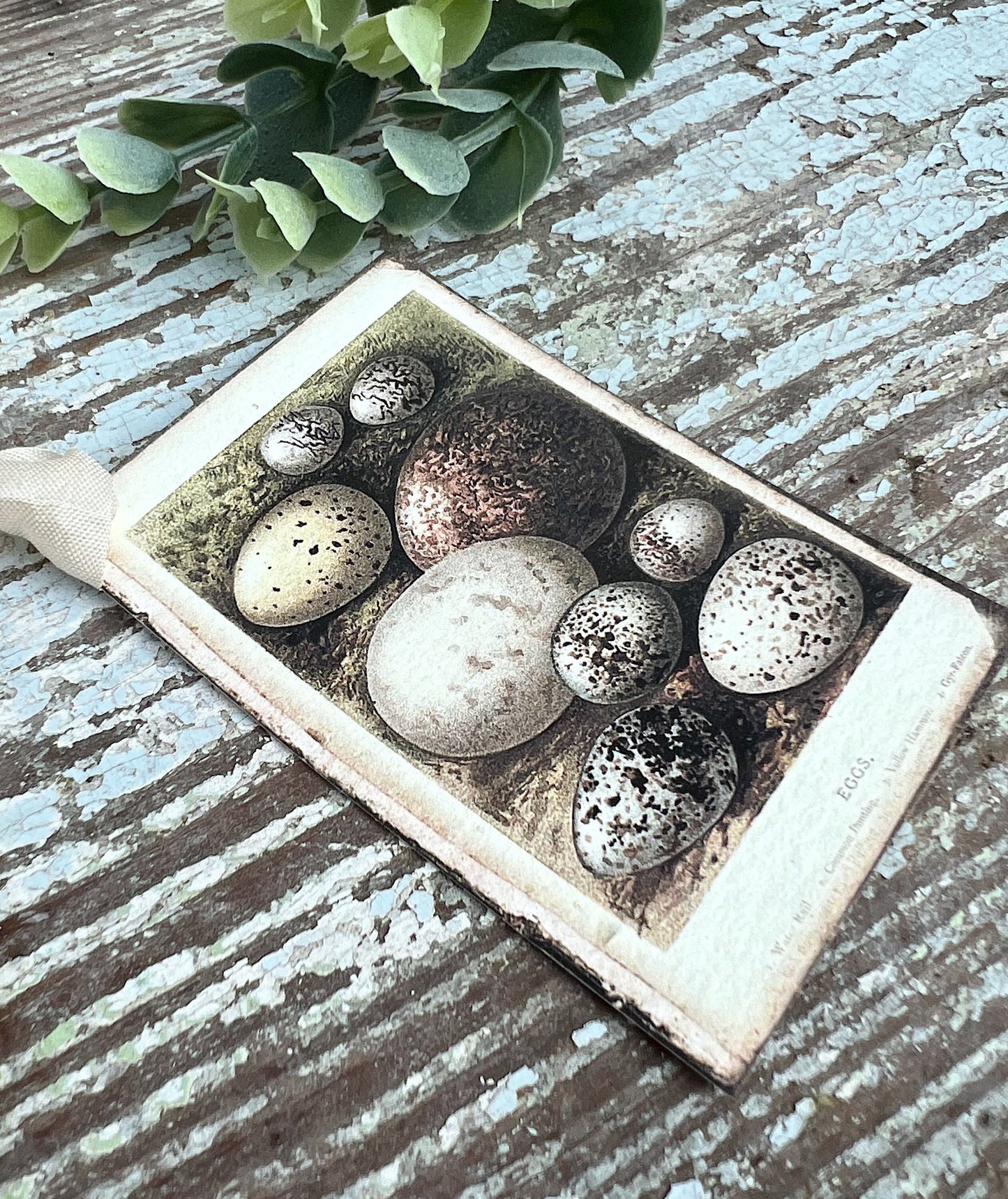 Botanical EGGS Vintage Easter Gift Tags Natural History Book Page French Farmhouse Decor Card Shabby Speckled Eggs Chart SET OF 8