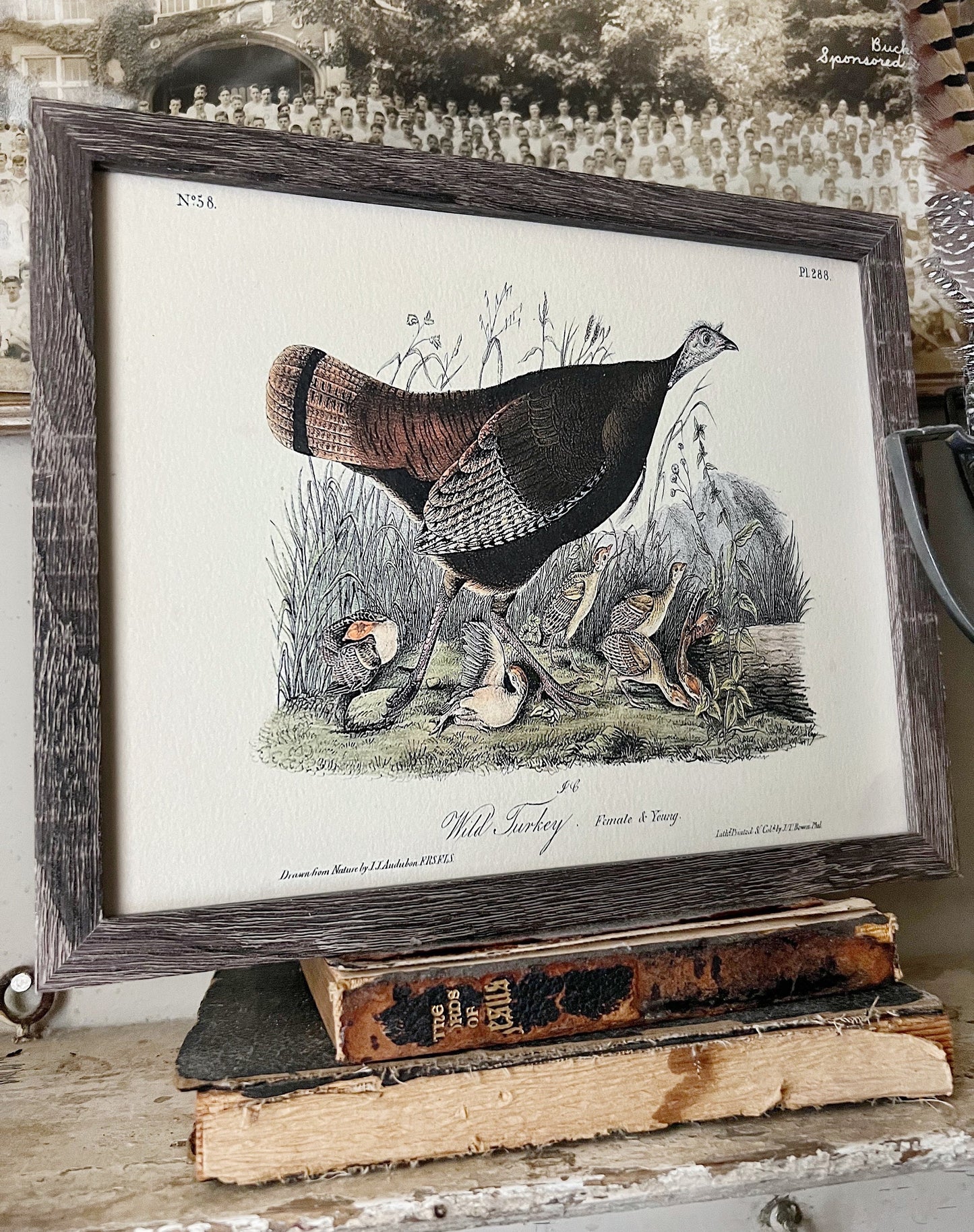 WILD TURKEY FEMALE Vintage Book Page Sign Wood Frame Primitive Fall Decor Thanksgiving