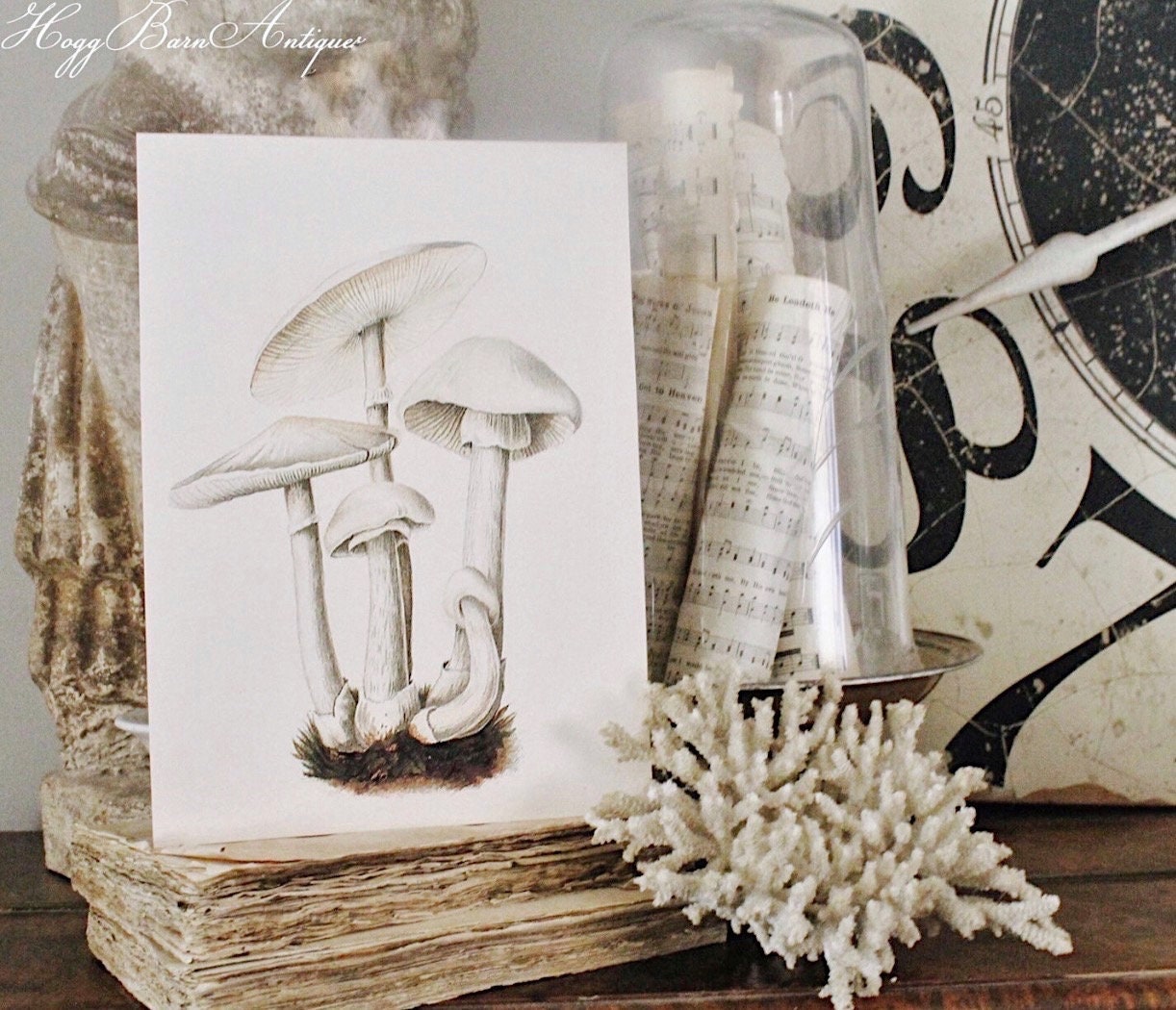 Vintage White MUSHROOM BOTANICAL Wall Art Sign Farmhouse Decor Page Print Fixer Upper Decor Natural History