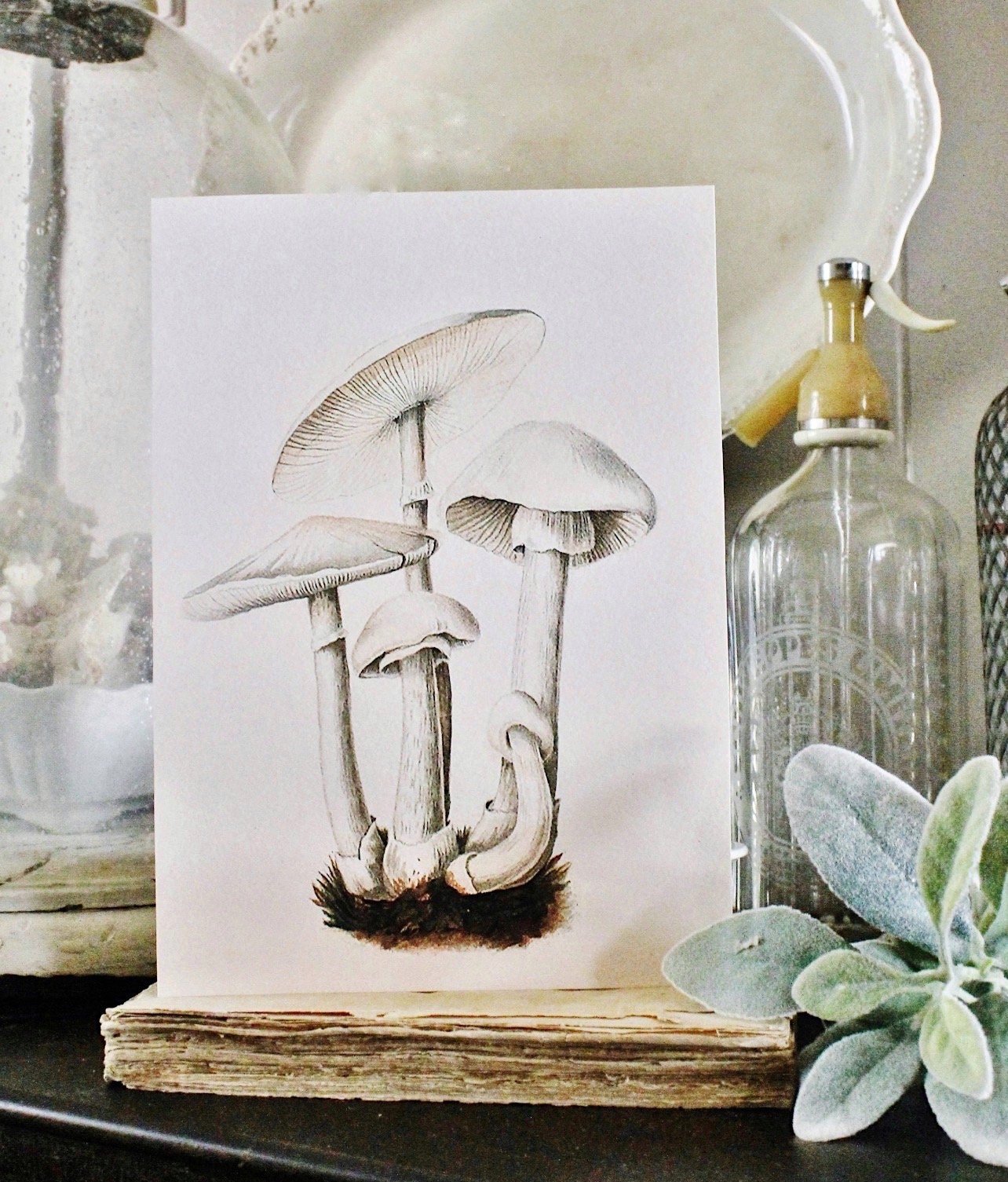 Vintage White MUSHROOM BOTANICAL Wall Art Sign Farmhouse Decor Page Print Fixer Upper Decor Natural History