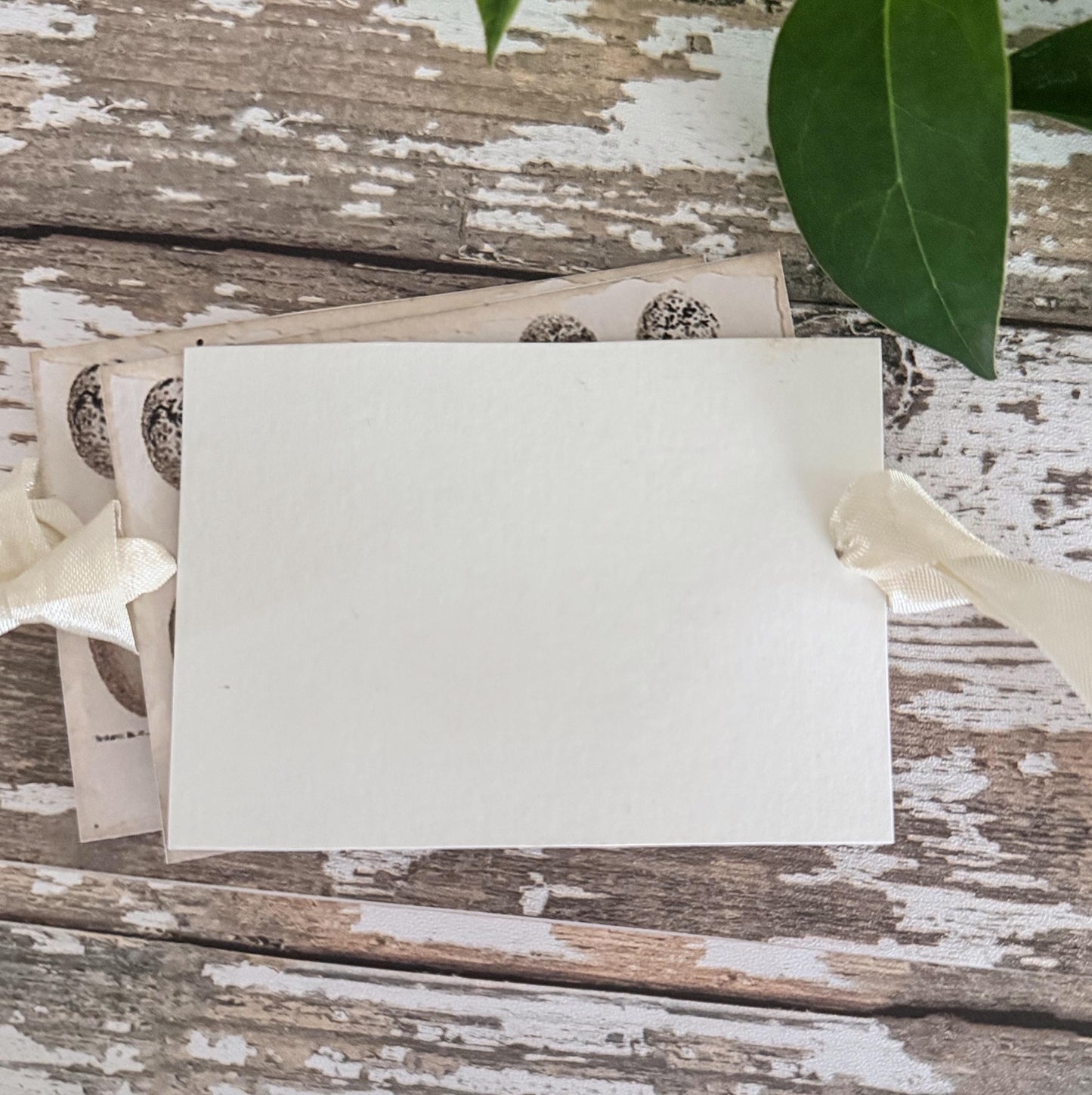 Botanical Egg Chart Gift Tags, Vintage Natural History, Set of 8