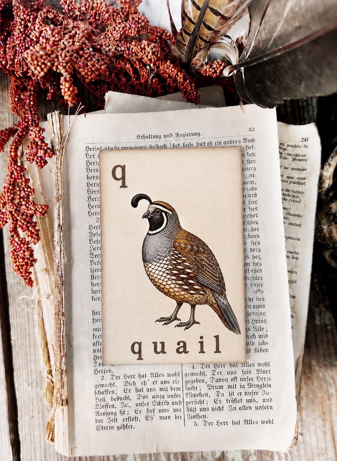 QUAIL Flash Card Vintage Farmhouse Fall Autumn Thanksgiving Decor Party