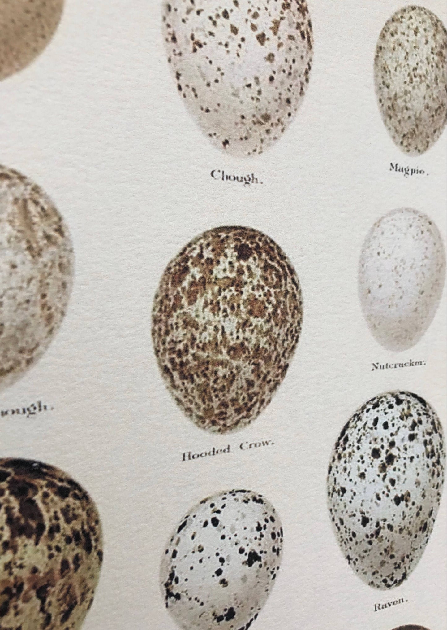 Vintage EGG Chart BOTANICAL Wall Art Sign Print Farmhouse Decor Page Print Fixer Upper Decor Natural History Speckled Egg Spring Decor