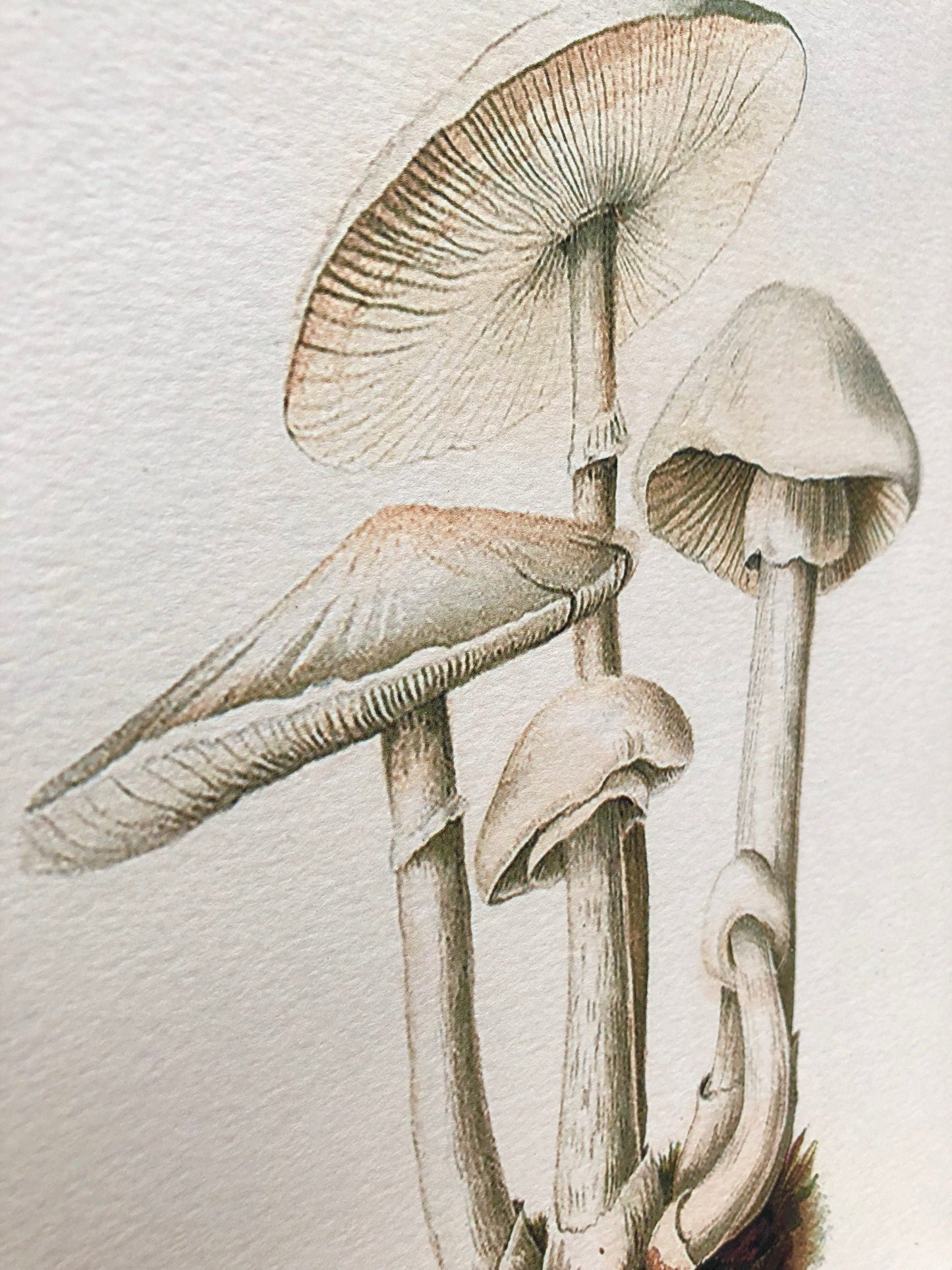 Vintage White MUSHROOM BOTANICAL Wall Art Sign Farmhouse Decor Page Print Fixer Upper Decor Natural History