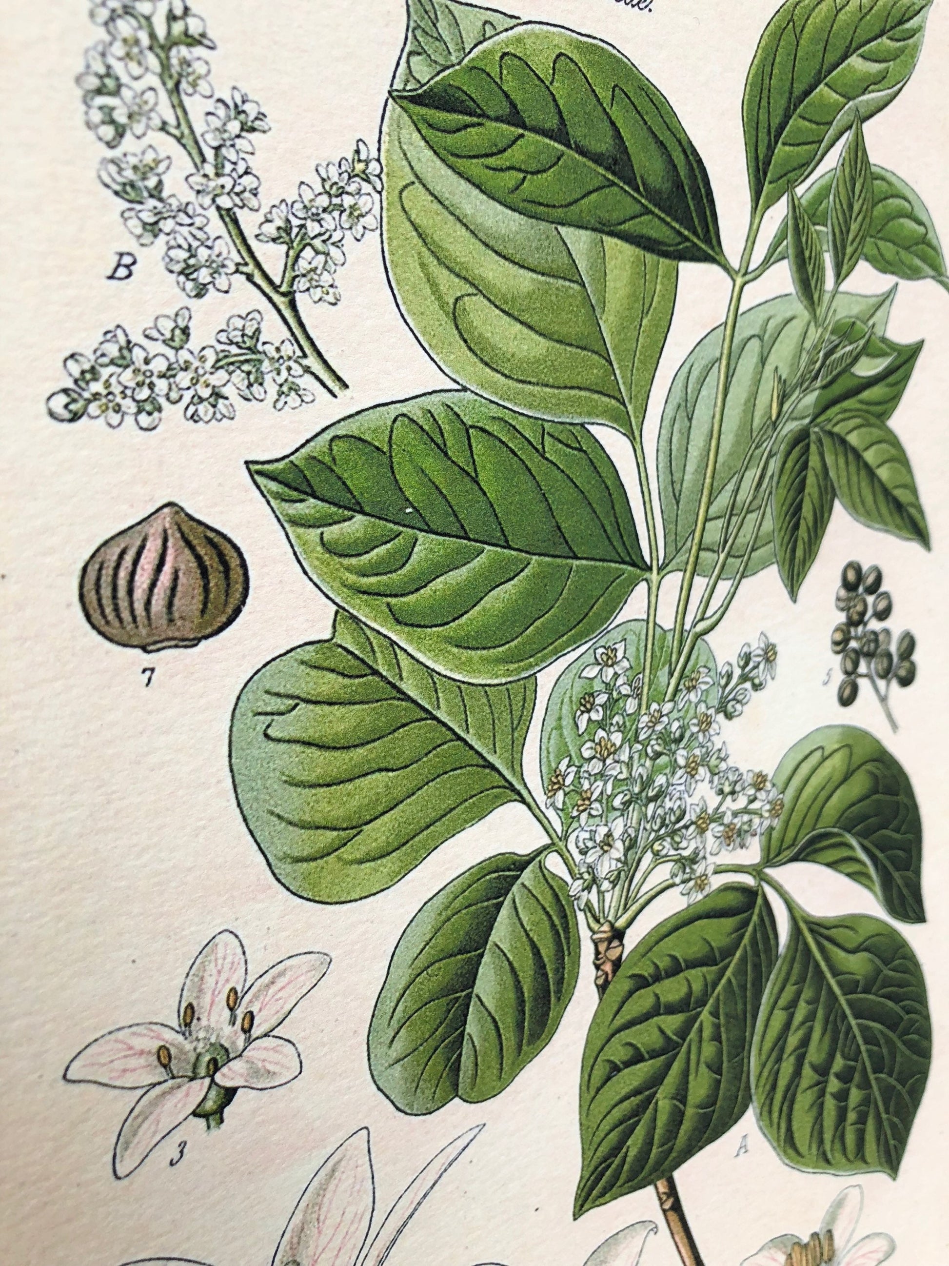 Vintage POISON IVY BOTANICAL Wall Art Sign Print Farmhouse Decor Page Print Wood Sign Natural History Garden Decor
