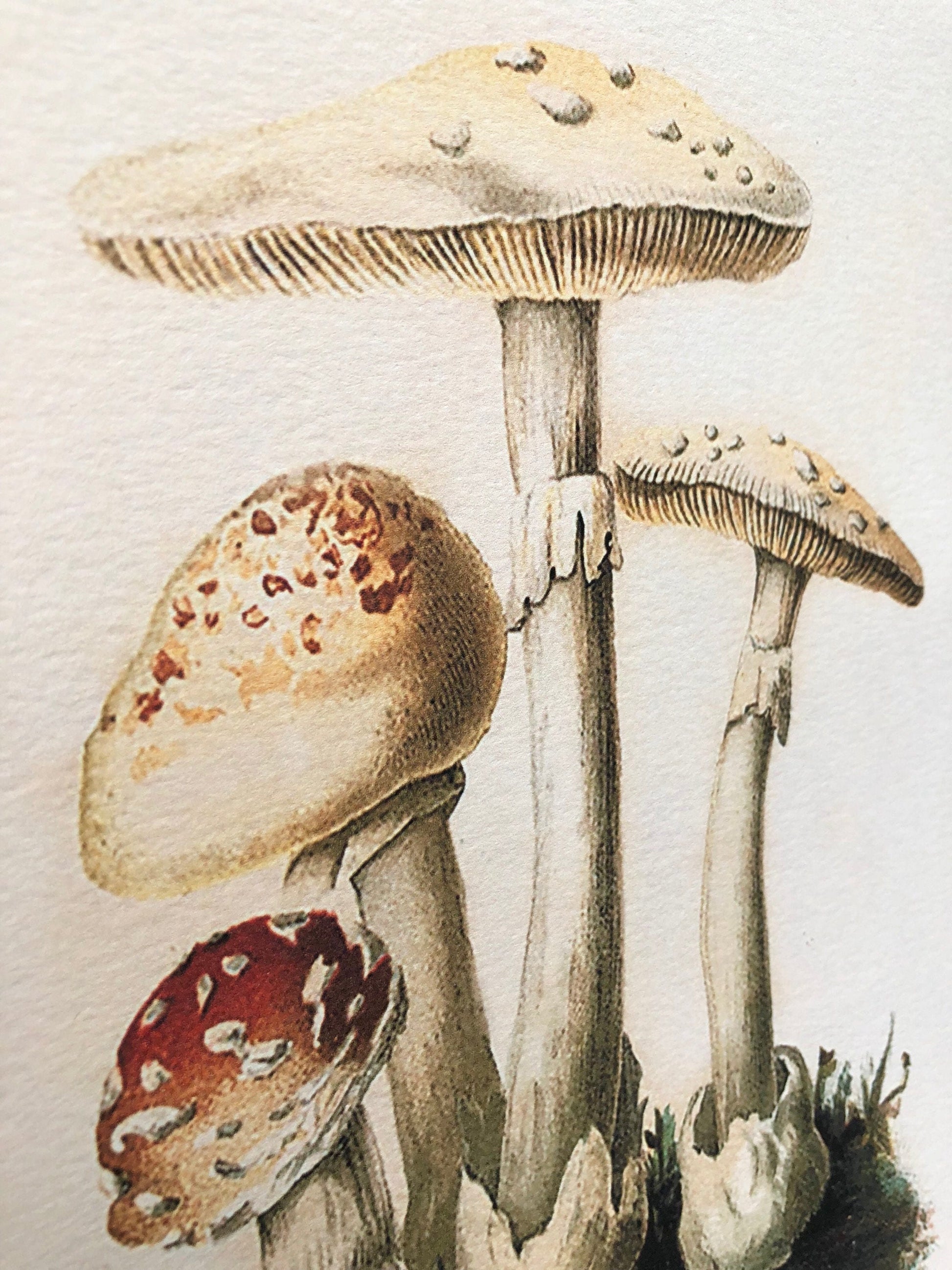 Vintage MUSHROOM Wood Sign Print Farmhouse Decor Page Wall Art Print Fixer Upper Decor Natural History SPRING SUMMER Botanical Easter