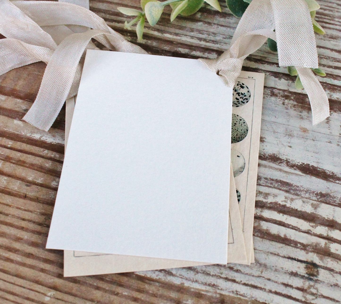 Botanical EGGS Vintage Easter Gift Tags Natural History Book Page French Farmhouse Decor Card Shabby Speckled Eggs Chart SET OF 8