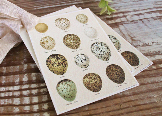 Botanical EGGS Vintage Easter Gift Tags Natural History Book Page French Farmhouse Decor Card Shabby Speckled Eggs Chart SET OF 8