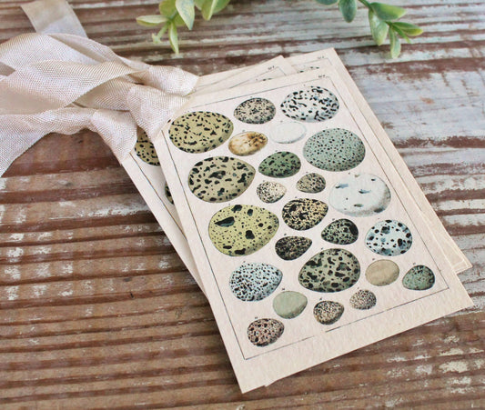 Botanical EGGS Vintage Easter Gift Tags Natural History Book Page French Farmhouse Decor Card Shabby Speckled Eggs Chart SET OF 8