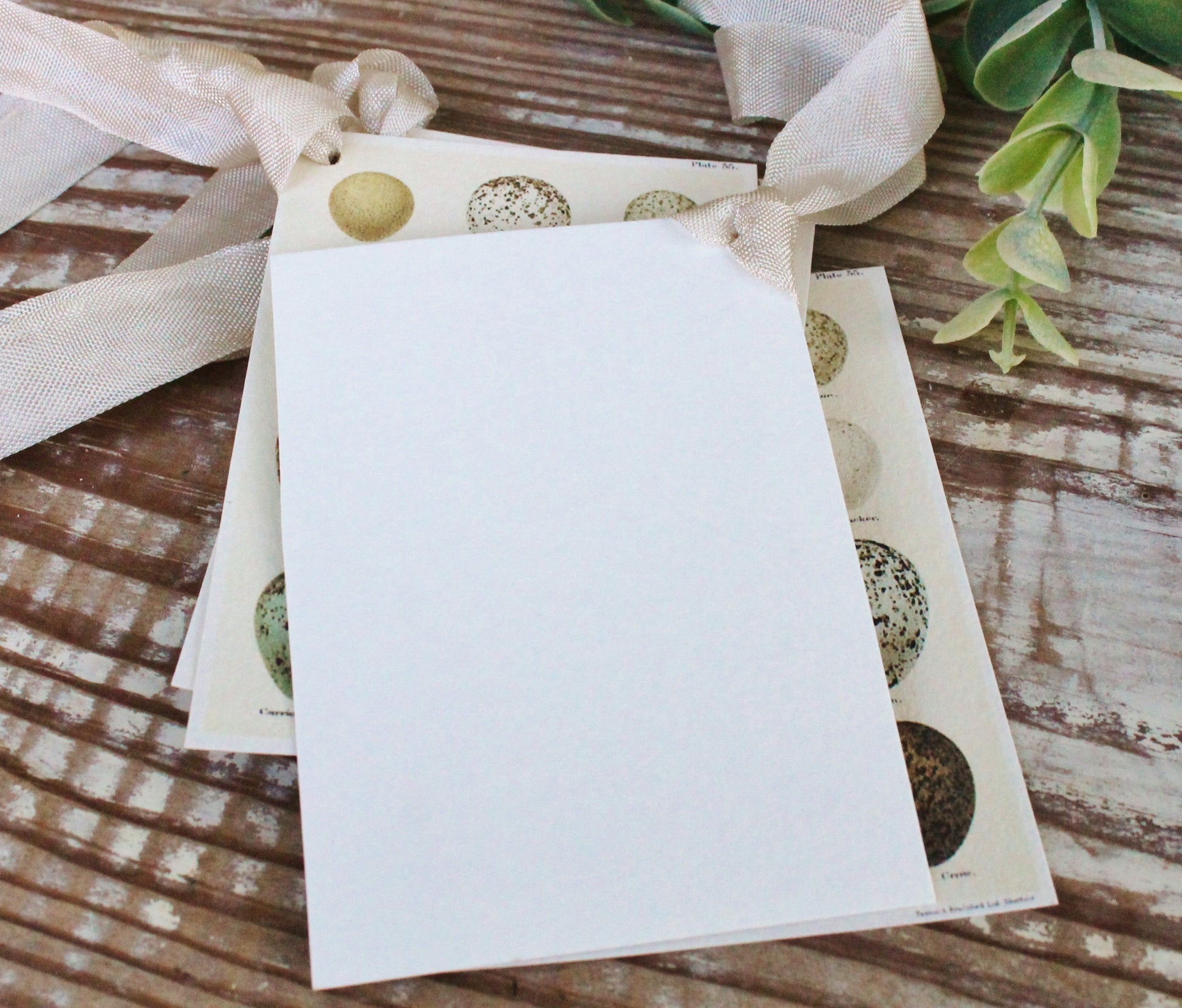 Botanical EGGS Vintage Easter Gift Tags Natural History Book Page French Farmhouse Decor Card Shabby Speckled Eggs Chart SET OF 8
