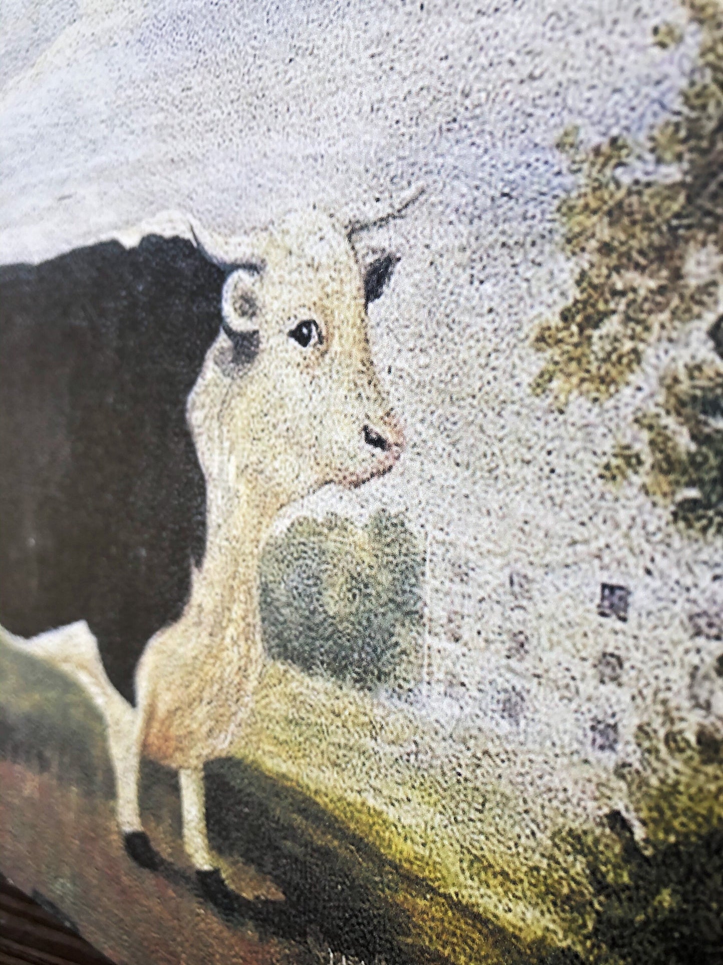 Vintage COW BULL Black White Hereford Wood Sign Primitive Farmhouse Decor Illustration Book Page Wall Art Print Pasture Farm Antique Image