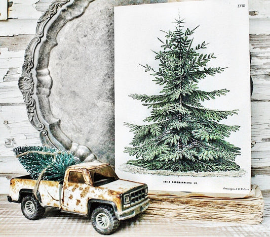Christmas Pine Tree Wood Sign Vintage Christmas Farmhouse Decor Botanical Natural History Book Page Wall Art Print Primitive