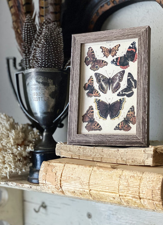 Vintage Botanical Print Moth Butterfly Wall Art Sign Wood Frame Sign Farmhouse Decor Natural History Book Page BLACK ORANGE BROWN Fall Decor