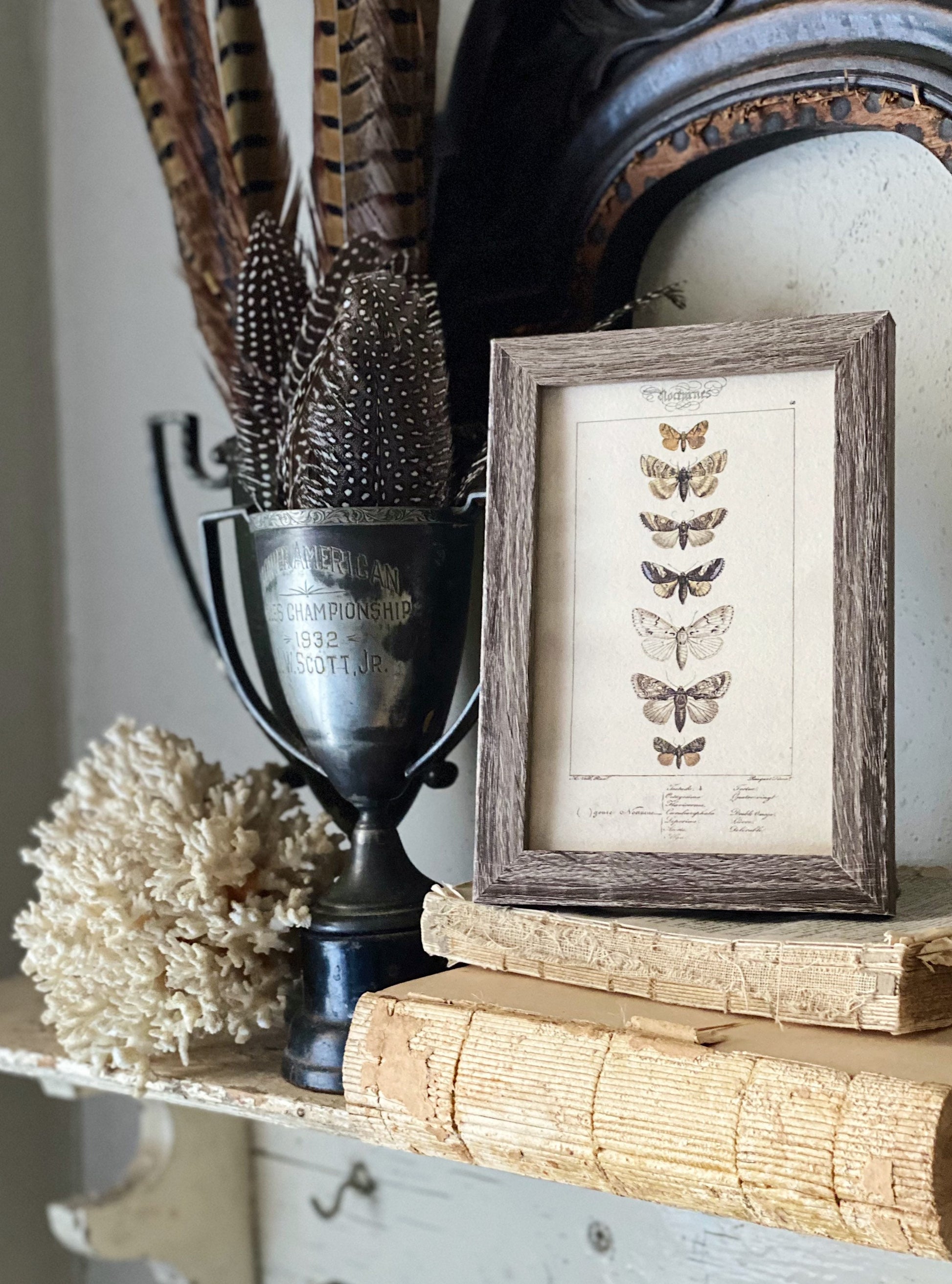 Vintage Moth & Butterfly Botanical Print, Framed Rustic Wall Art Sign