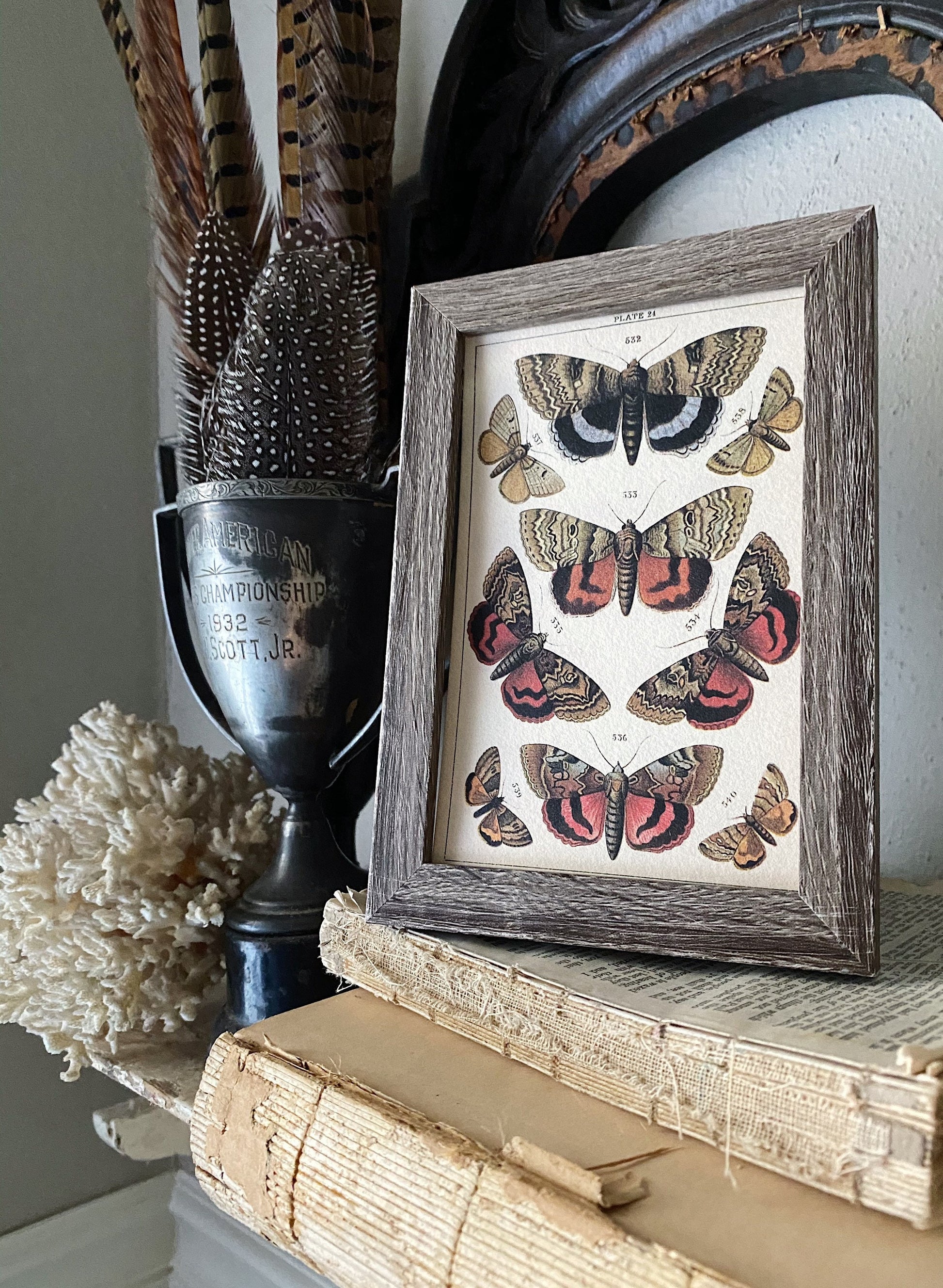 Vintage Botanical Print Moth Butterfly Wall Art Sign Wood Frame Sign Farmhouse Decor Natural History Book Page BLACK GOLD BROWN Fall Decor